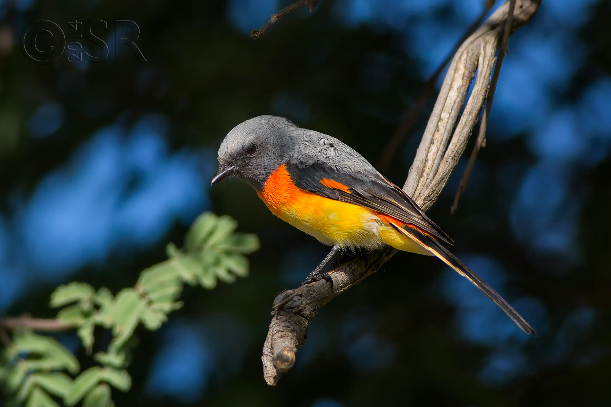 TJ2A3522-small-minivet