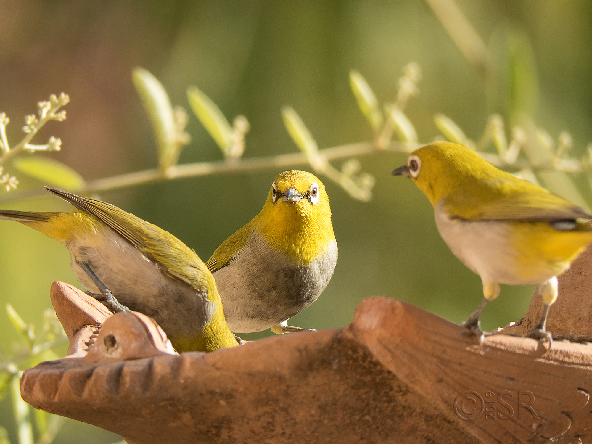 IMG_0299-3-white-eyes