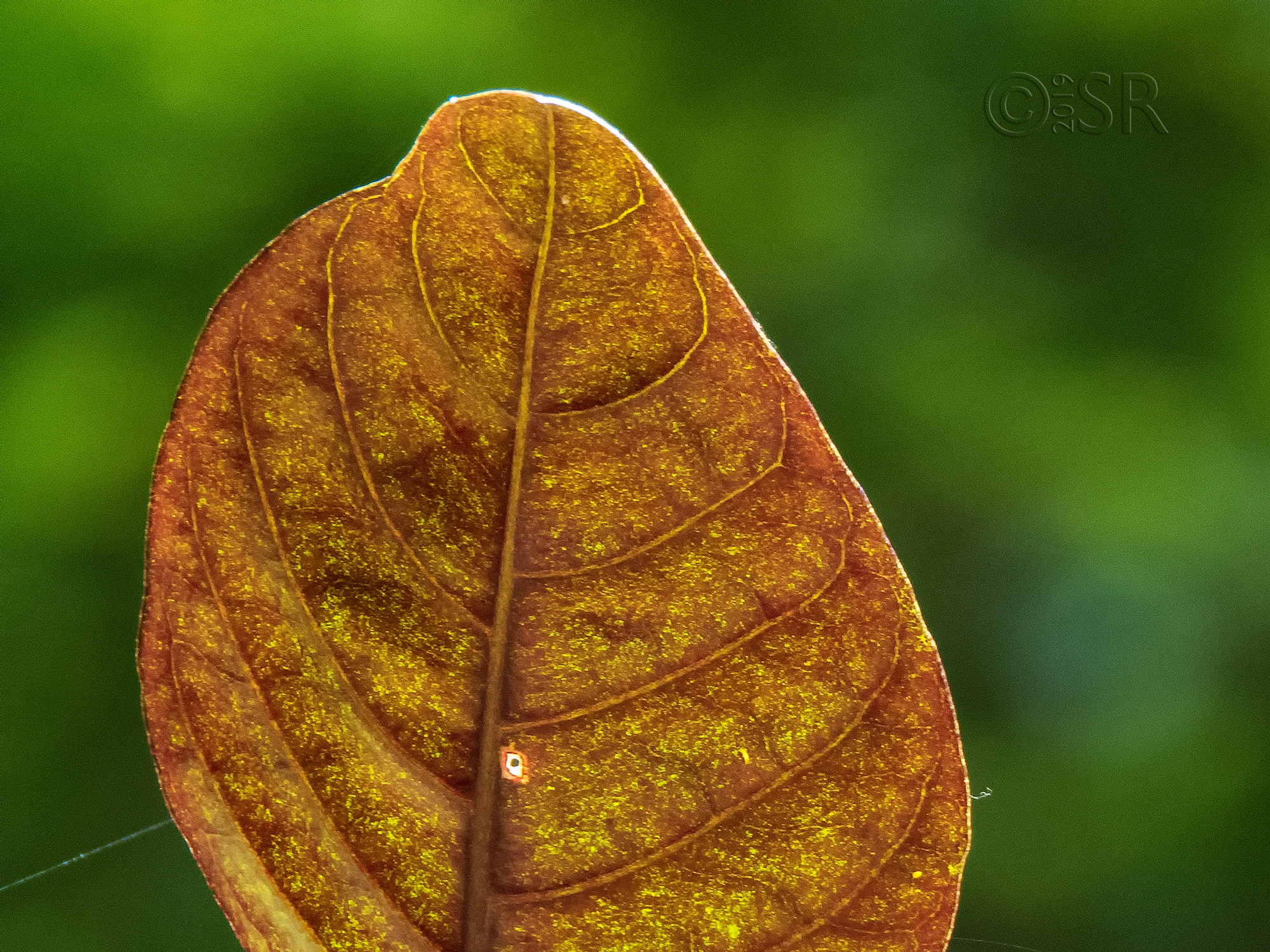 IMG_0333-croton-leaf