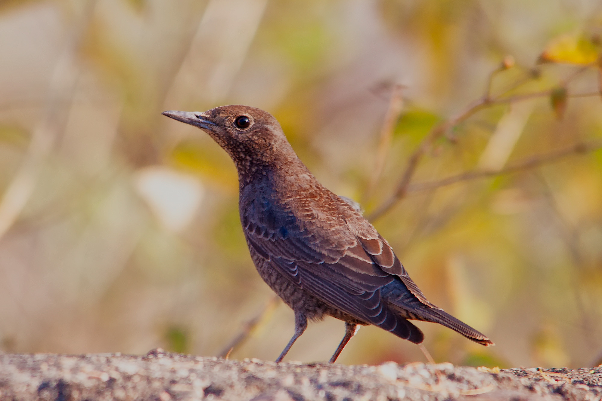 IMG_0907-blue-rock-thrush-female-new