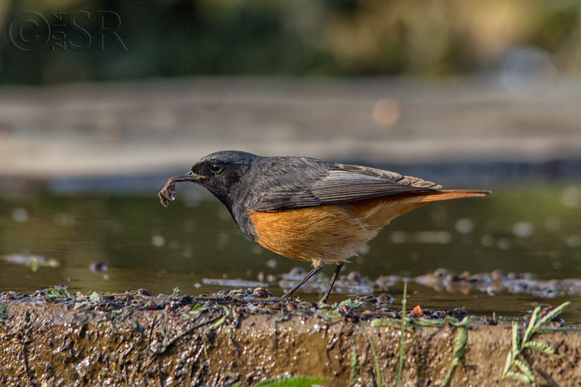 IMG_5870-redstart-with-catch