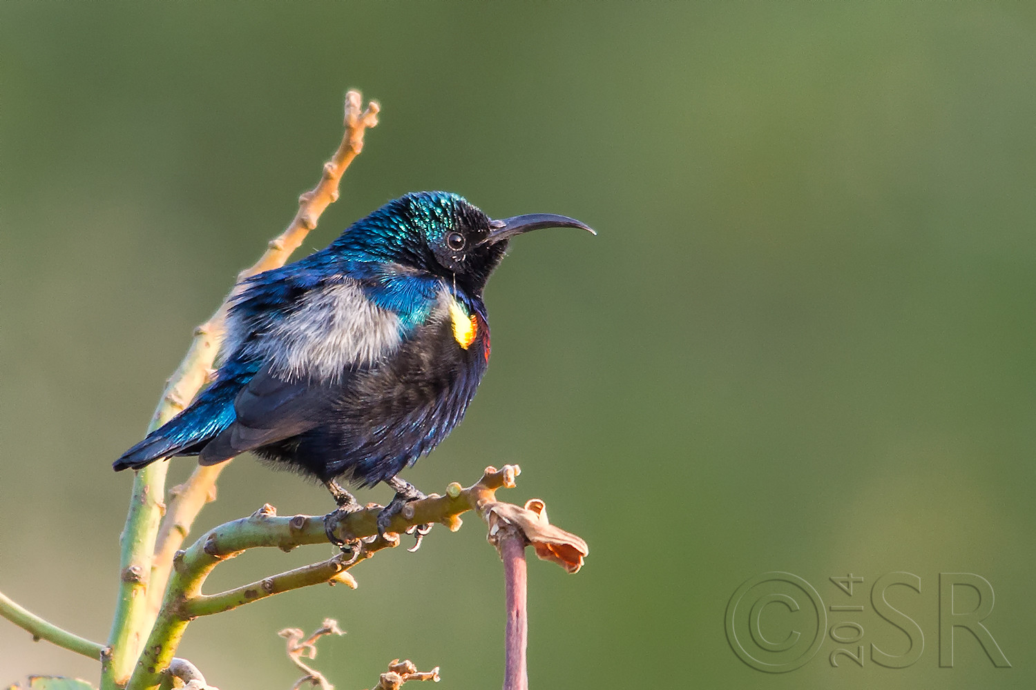 IMG_6098-sunbird