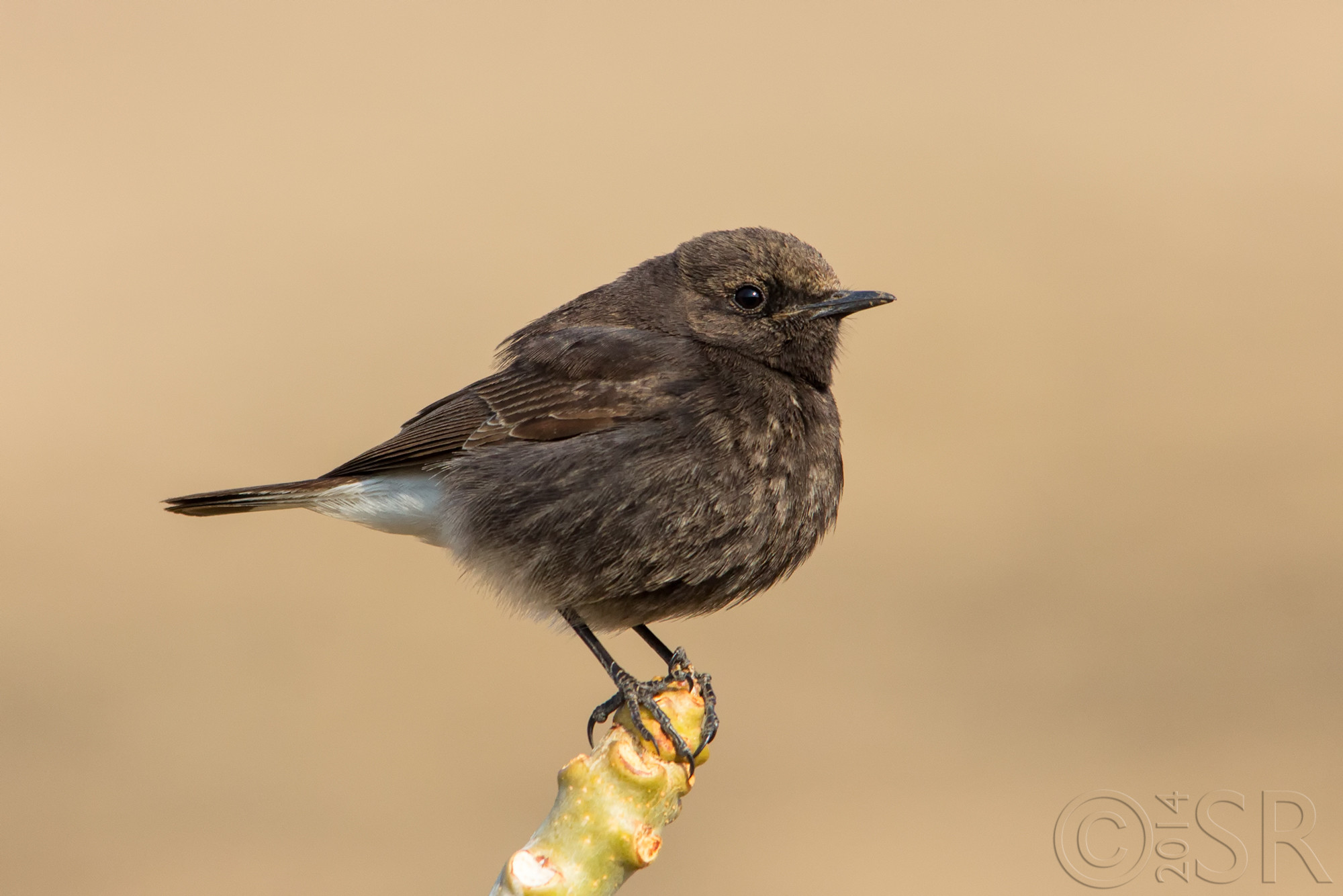 IMG_7346-variable-wheatear-juv