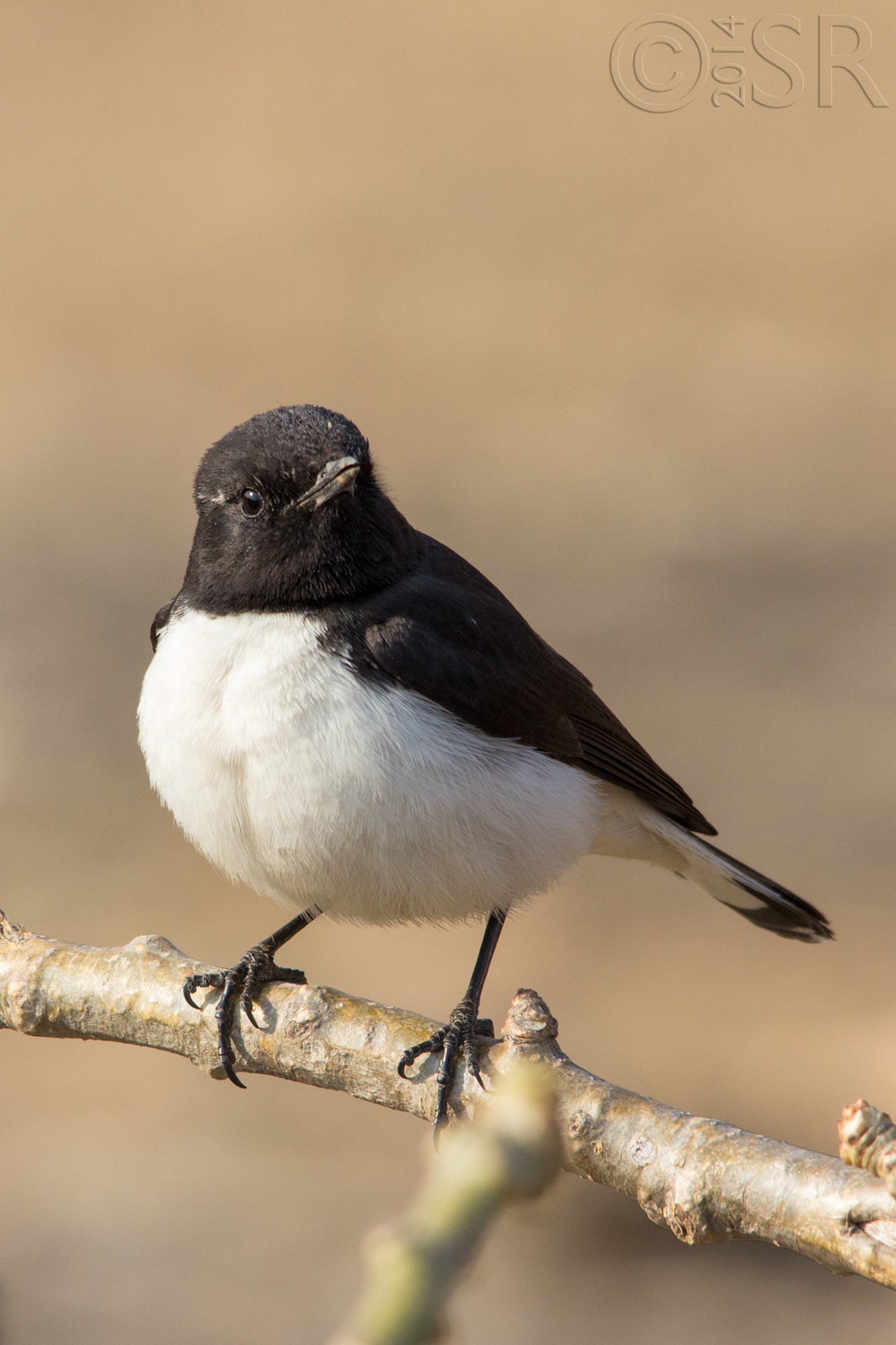 IMG_7370-variable-wheatear