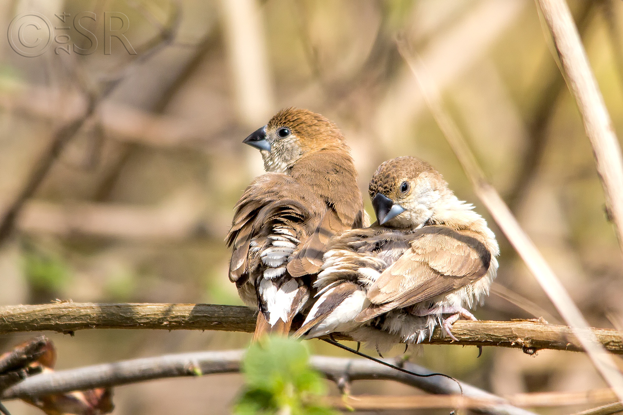 IMG_7726-indian-silver-bills