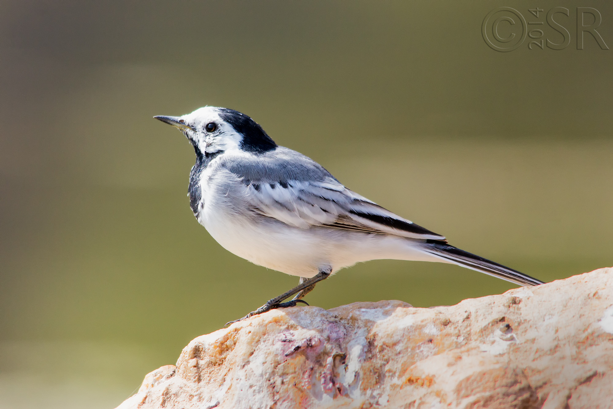 IMG_7778-white-wagtail