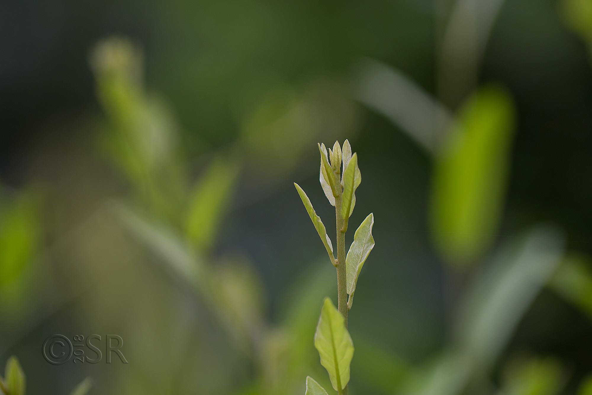 _J2A0555-creeper-buds