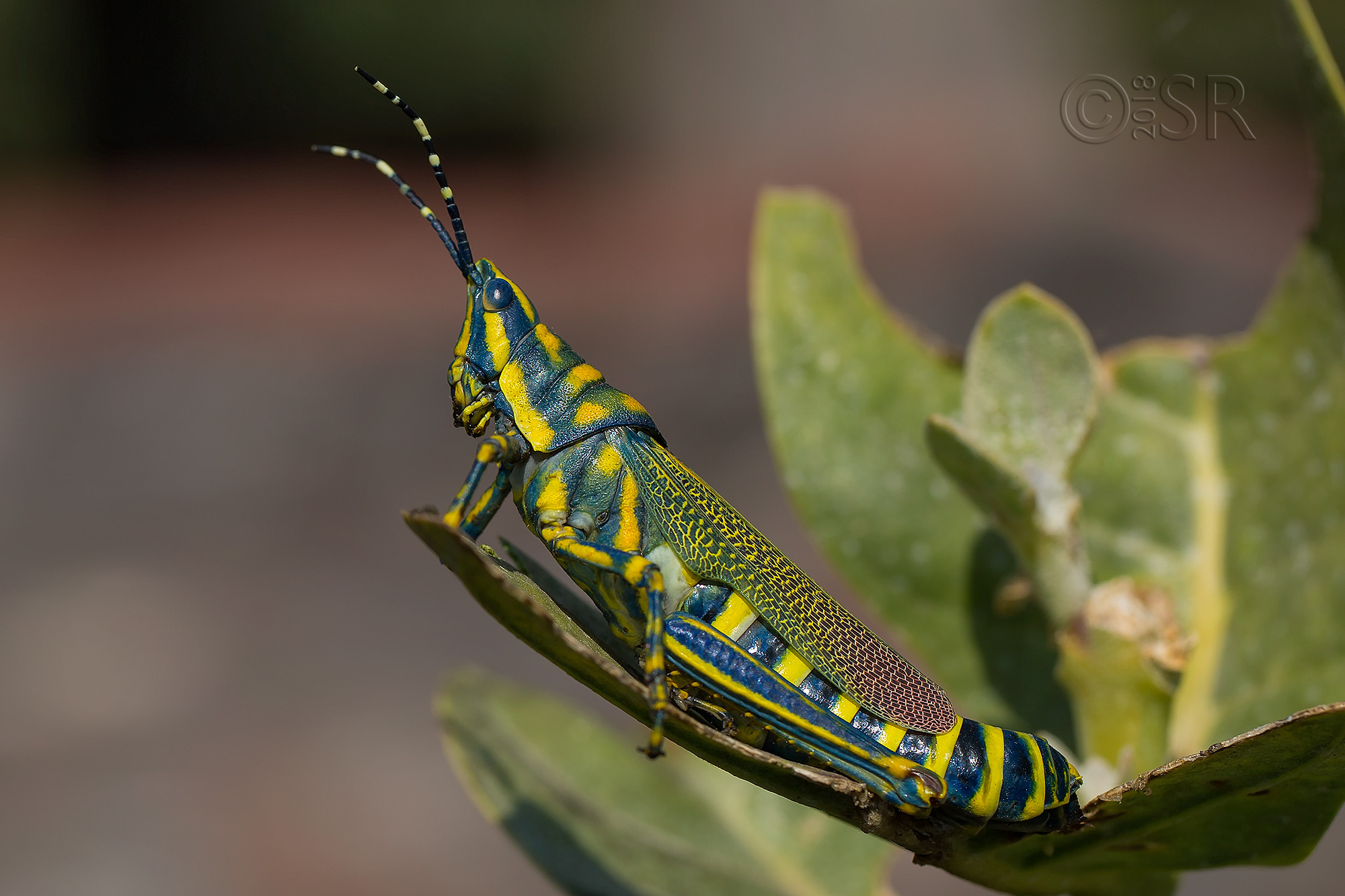 _J2A1263-painted-grasshopper