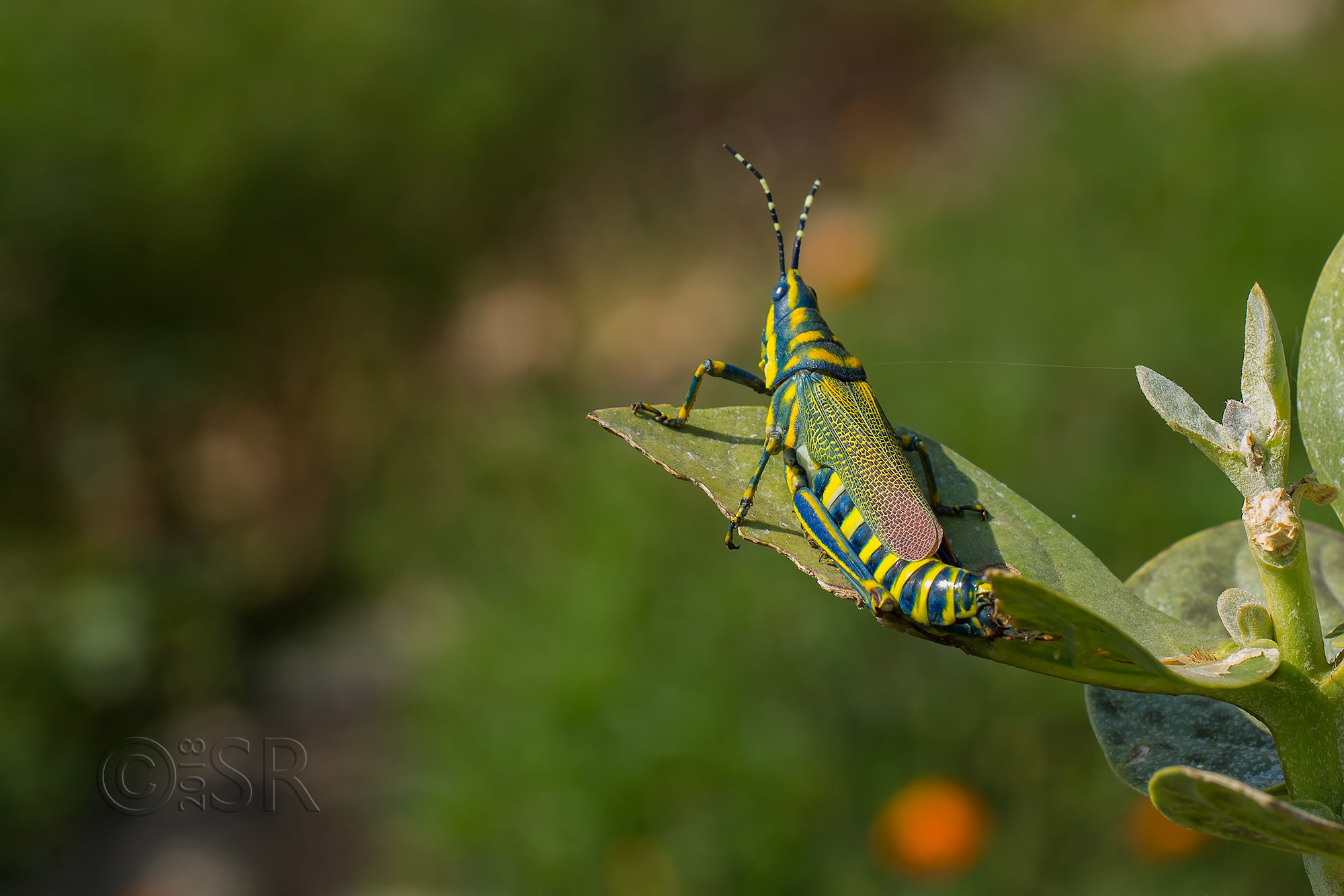 _J2A1277-grasshopper