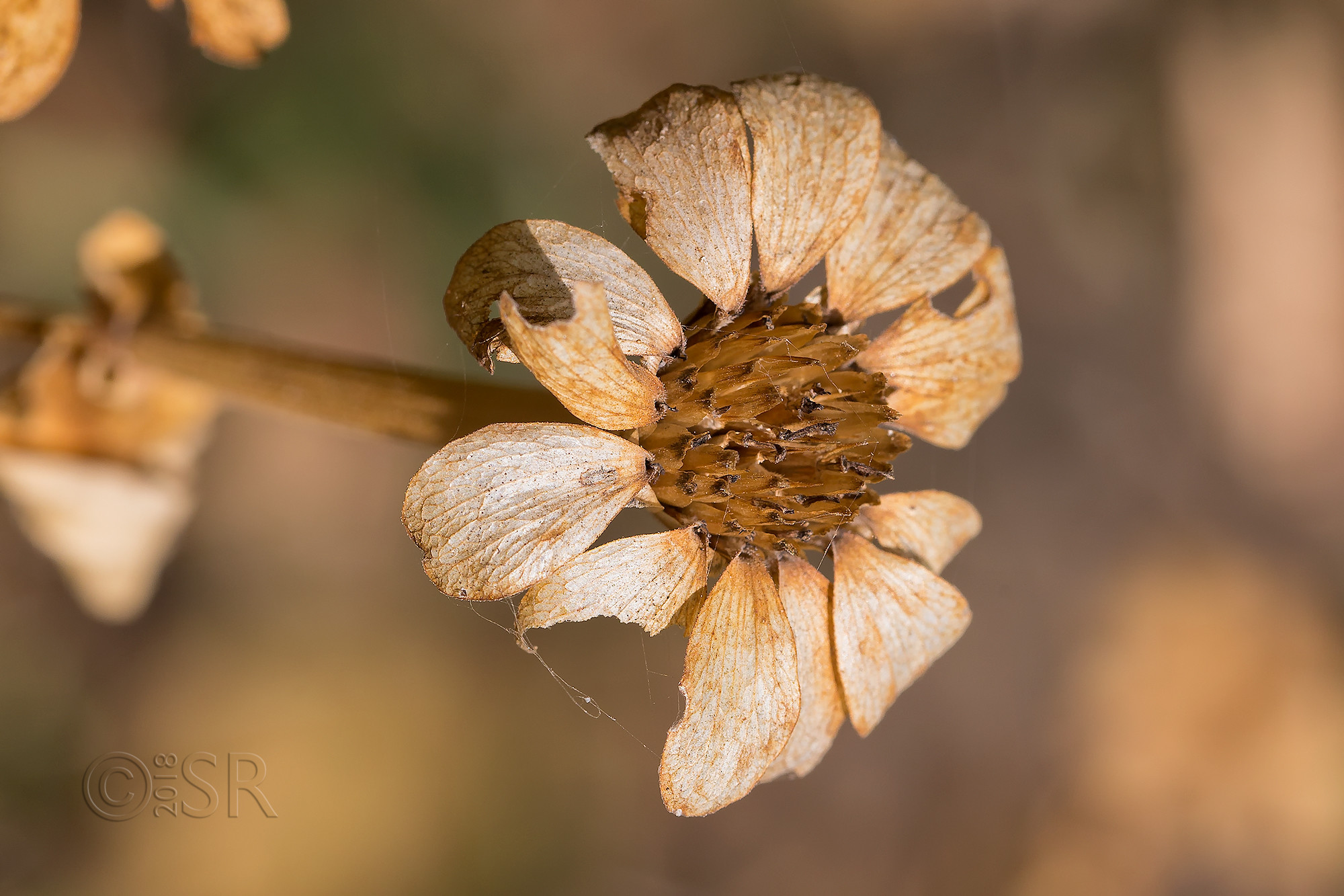 _J2A1358-wild-flower