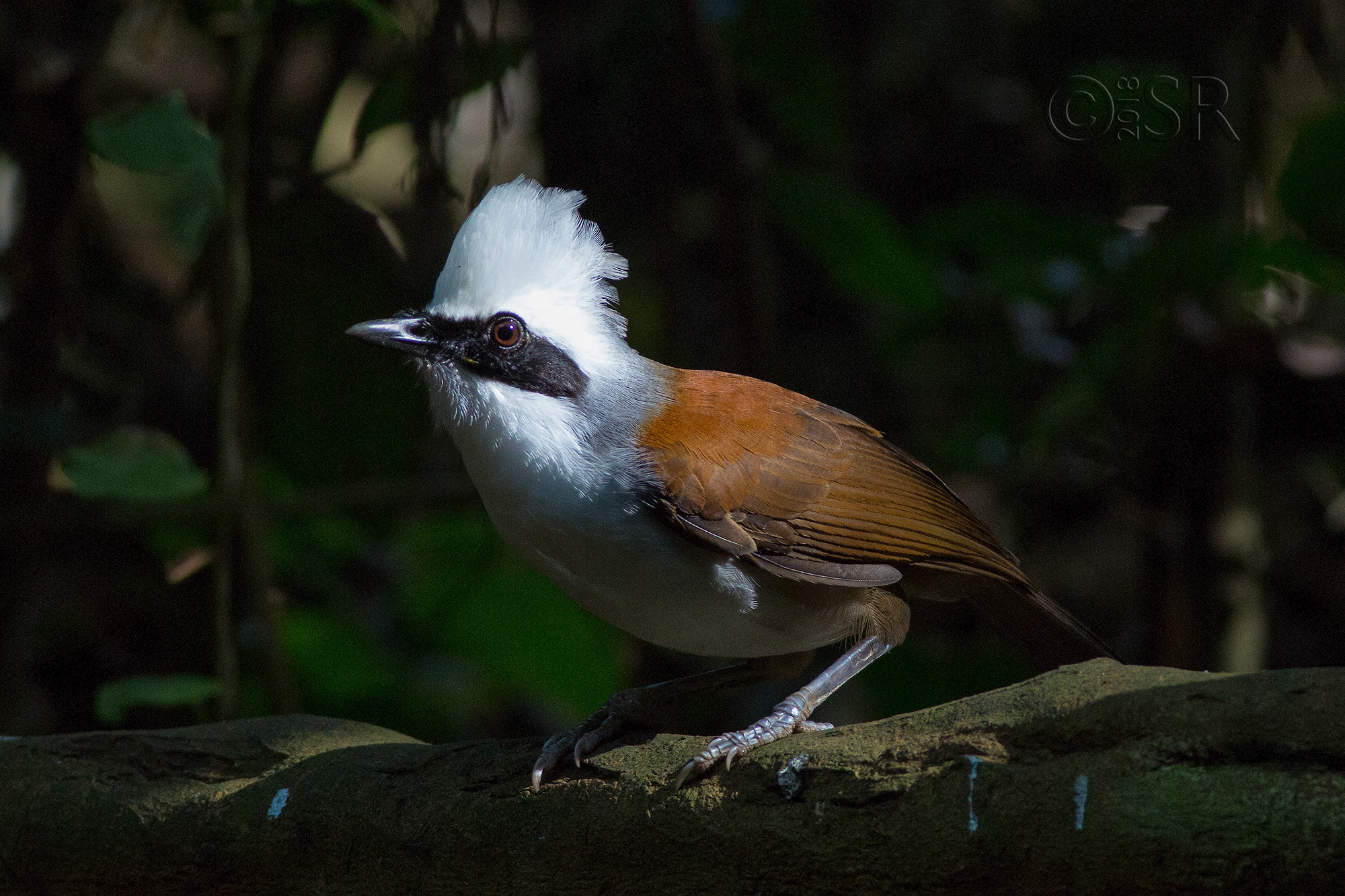 _J2A1840-white-crested-laughing-thrush