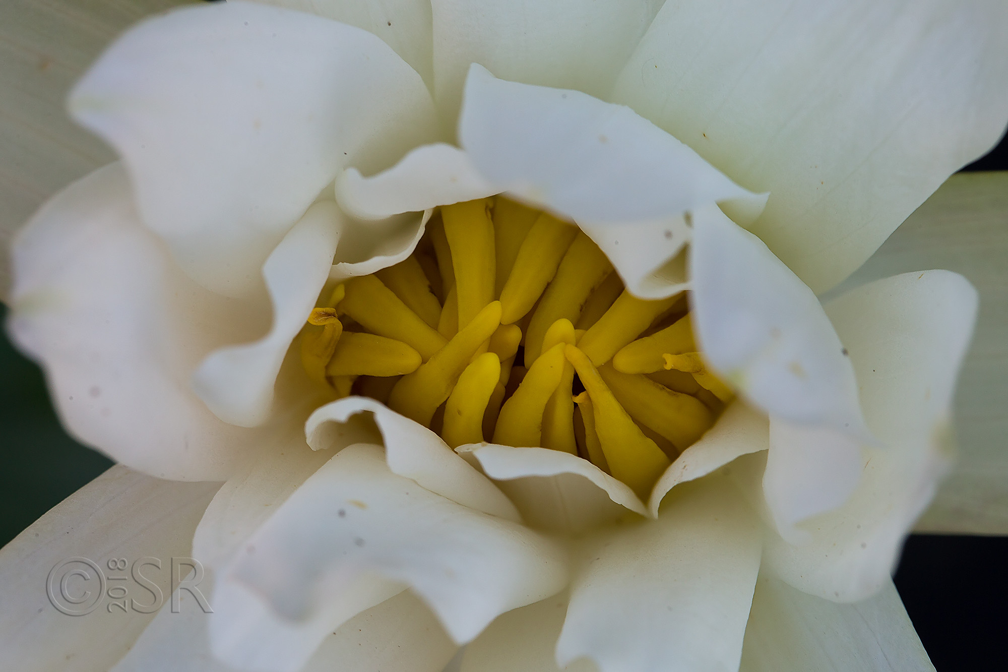 _J2A2237-white-lotus