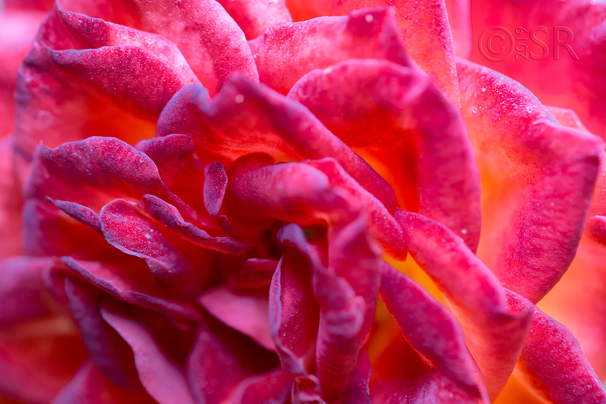 _J2A2991-rose-abstract