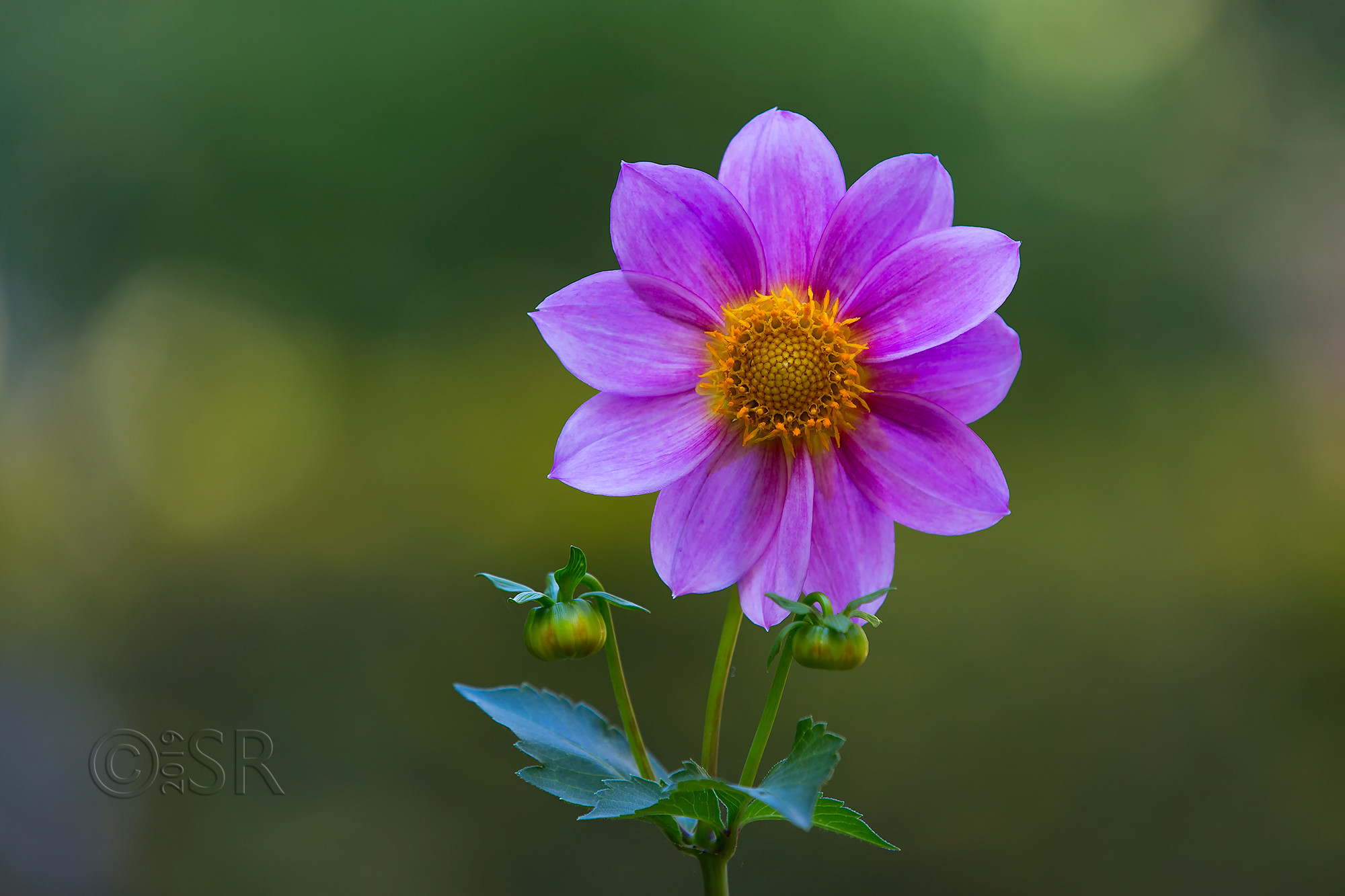 _J2A3098-dahlia