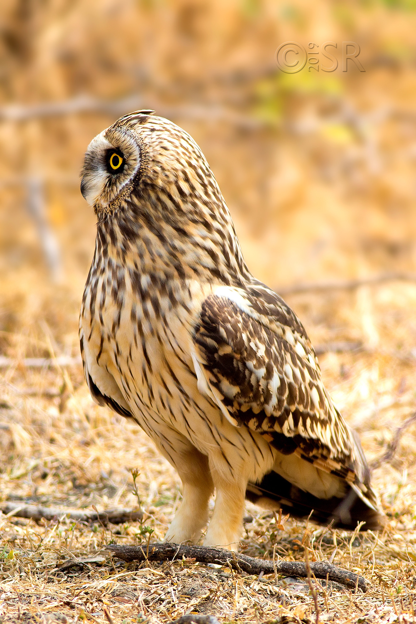_J2A4137-short-eared-owl