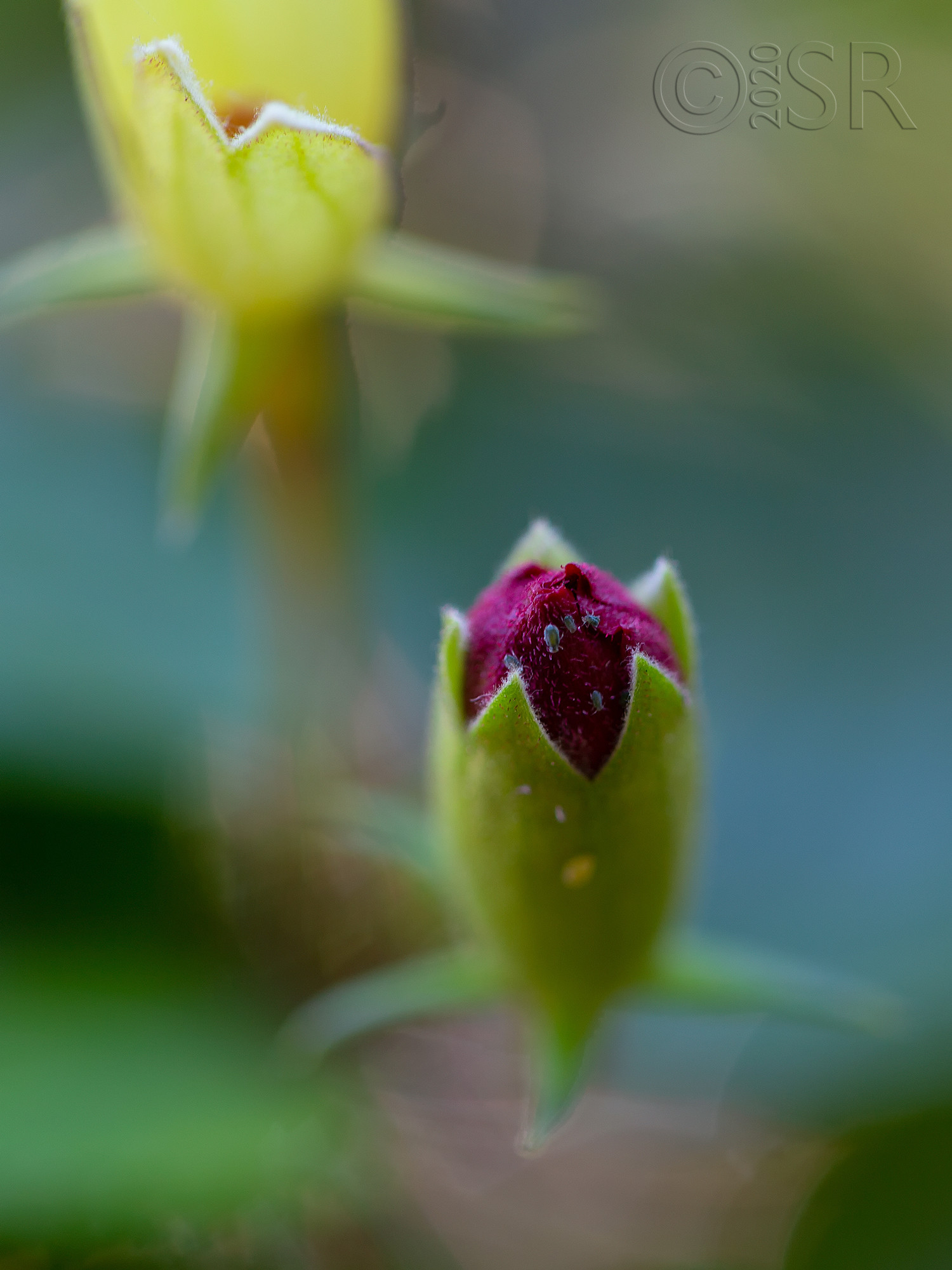 _J2A5586-hibiscus-web