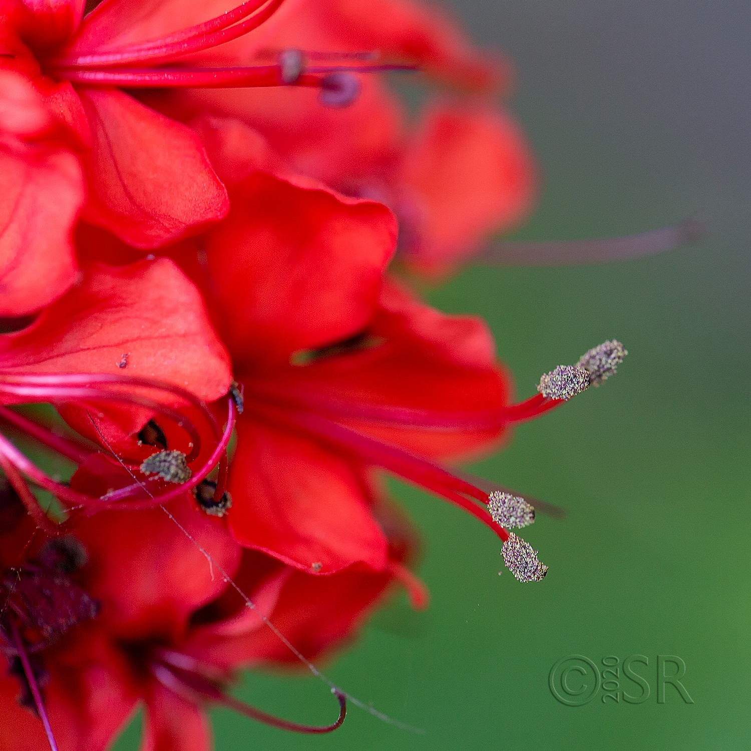 _J2A5603-creeper-flower-pollen