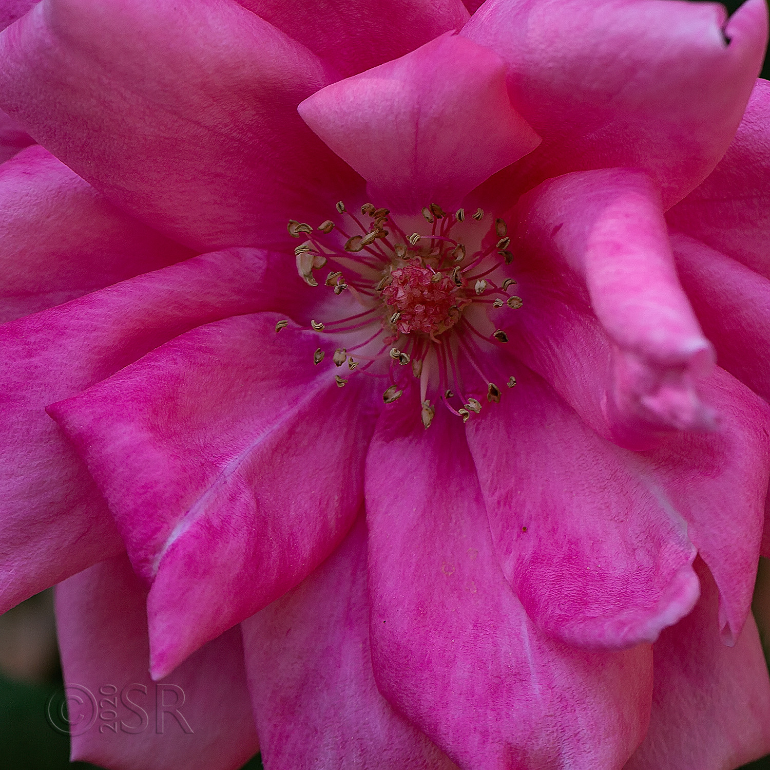 _J2A5643-rose-close-crop-web