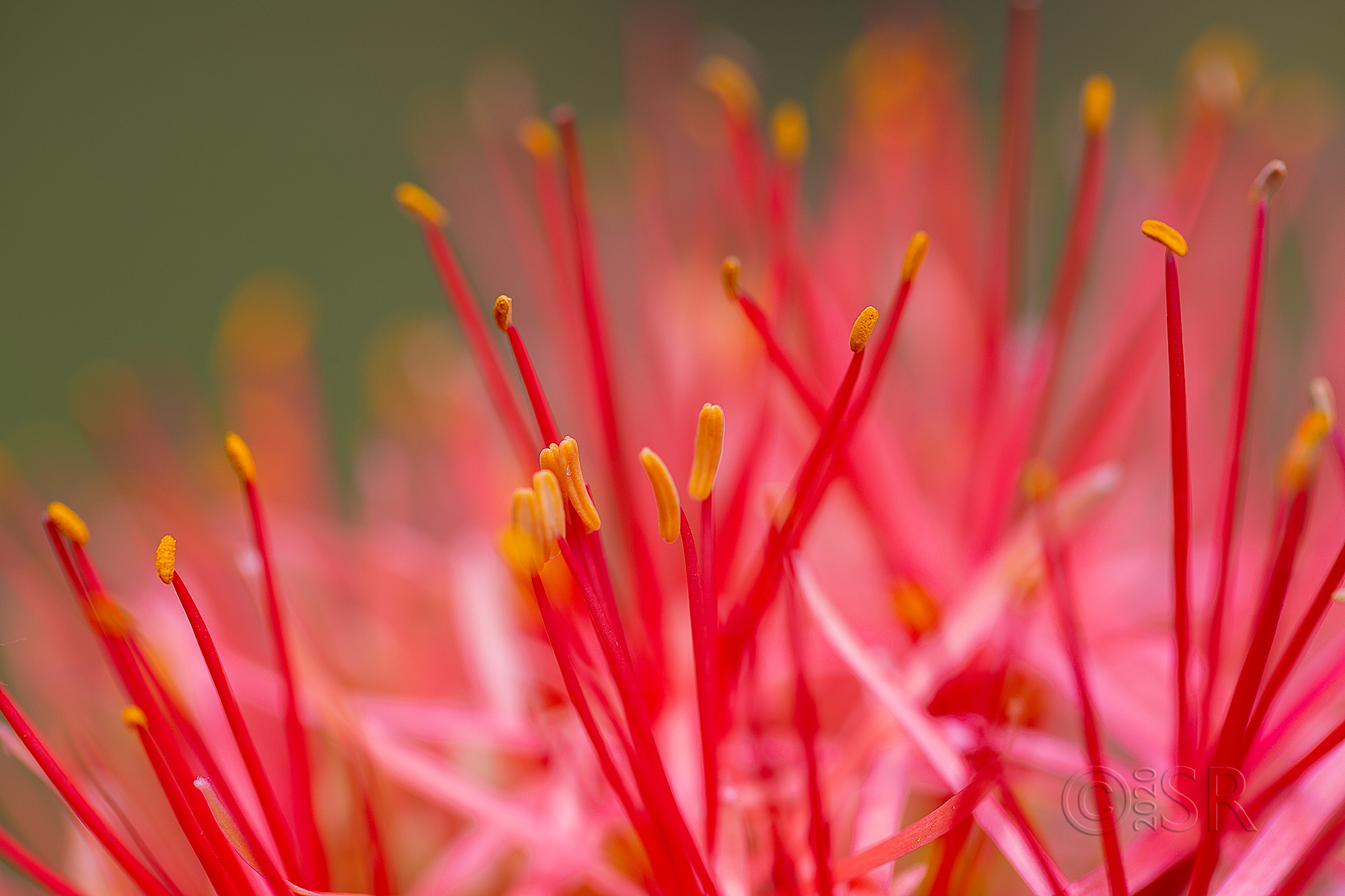 _J2A7115-football-lily-web