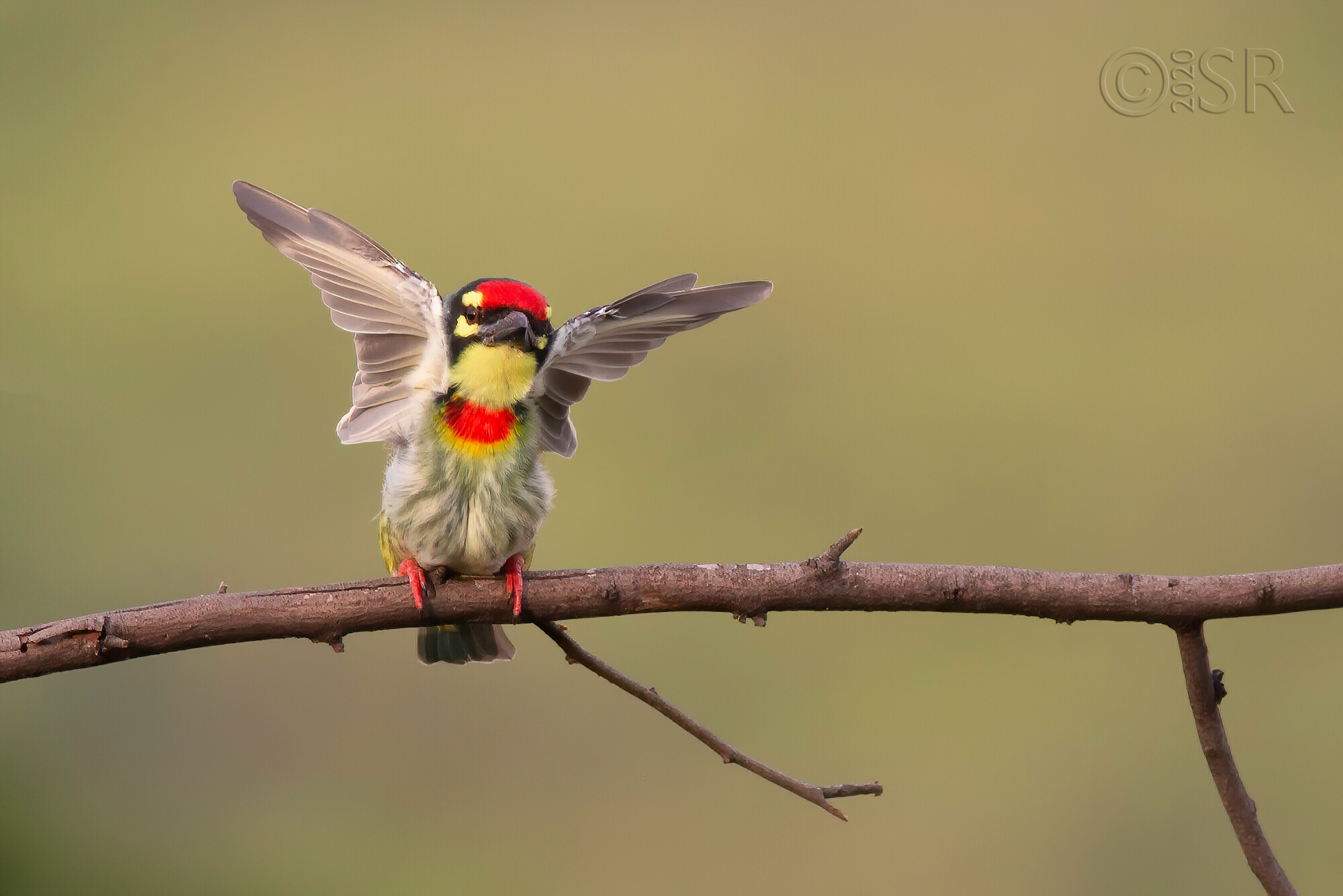 _J2A8774-barbet-wings-web