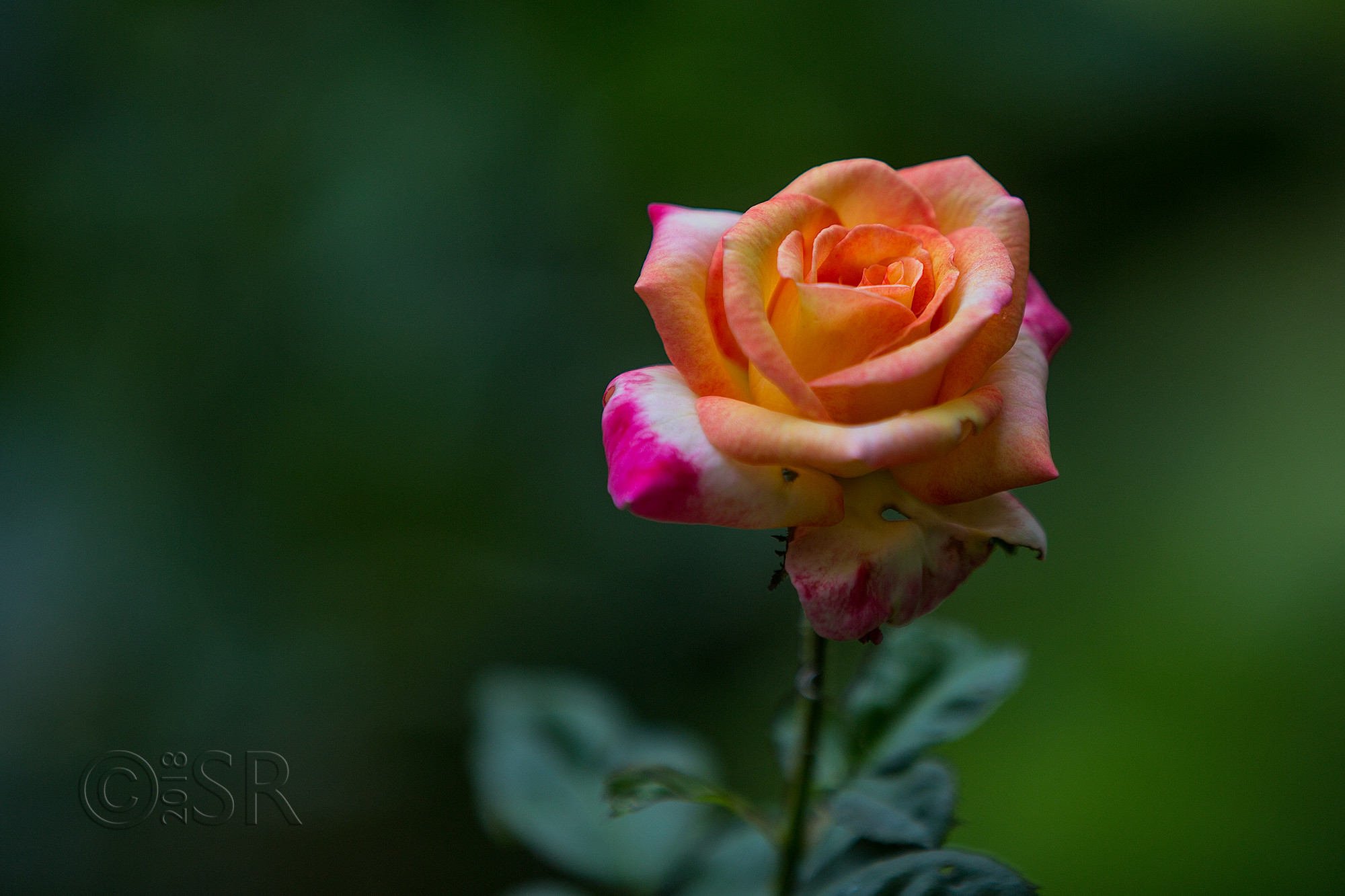 _J2A9758-pink-orange-white-rose