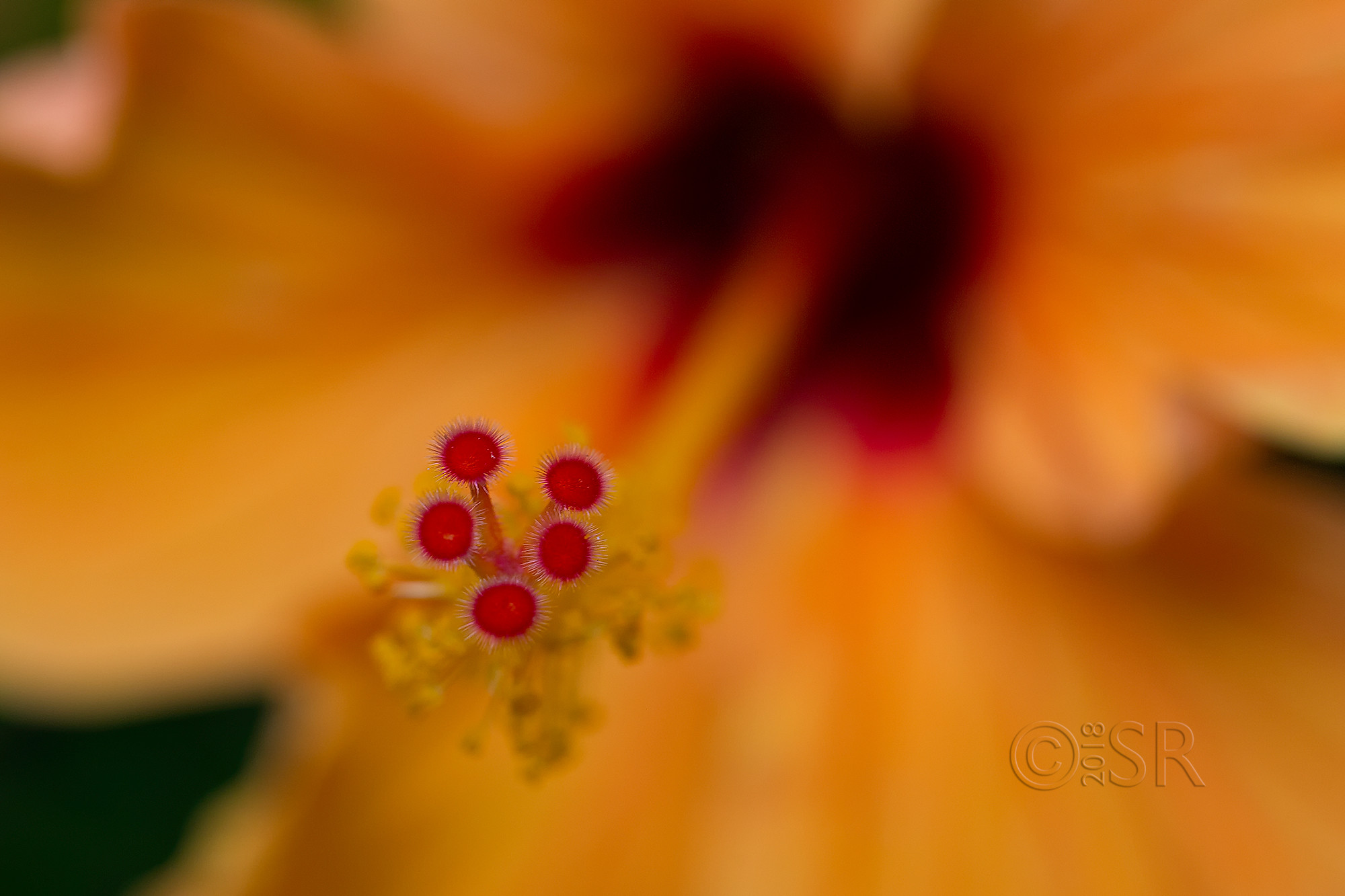 _J2A9990-yellow-hibiscus-stemen