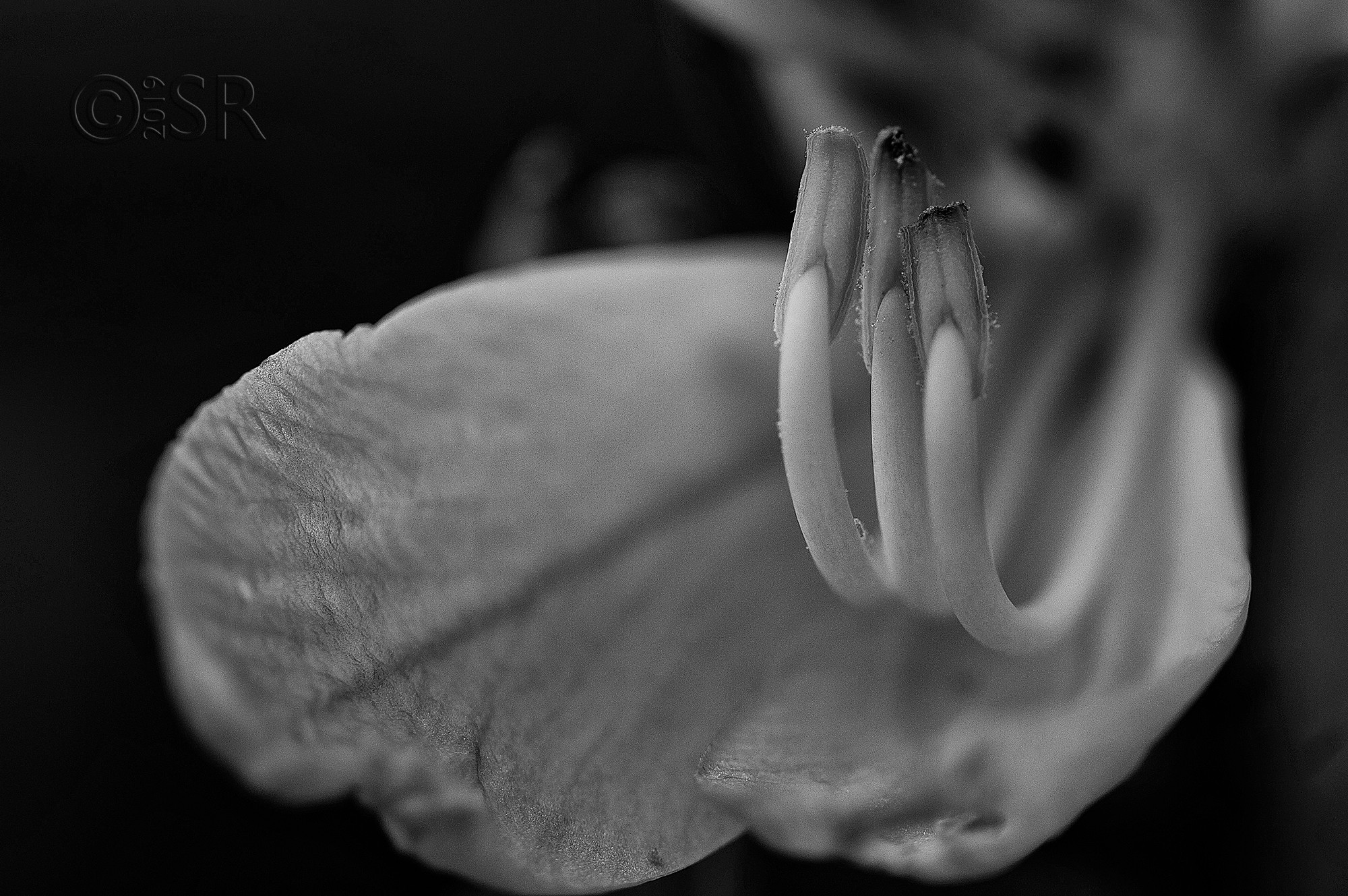 _MG_1042-orchid-monochrome