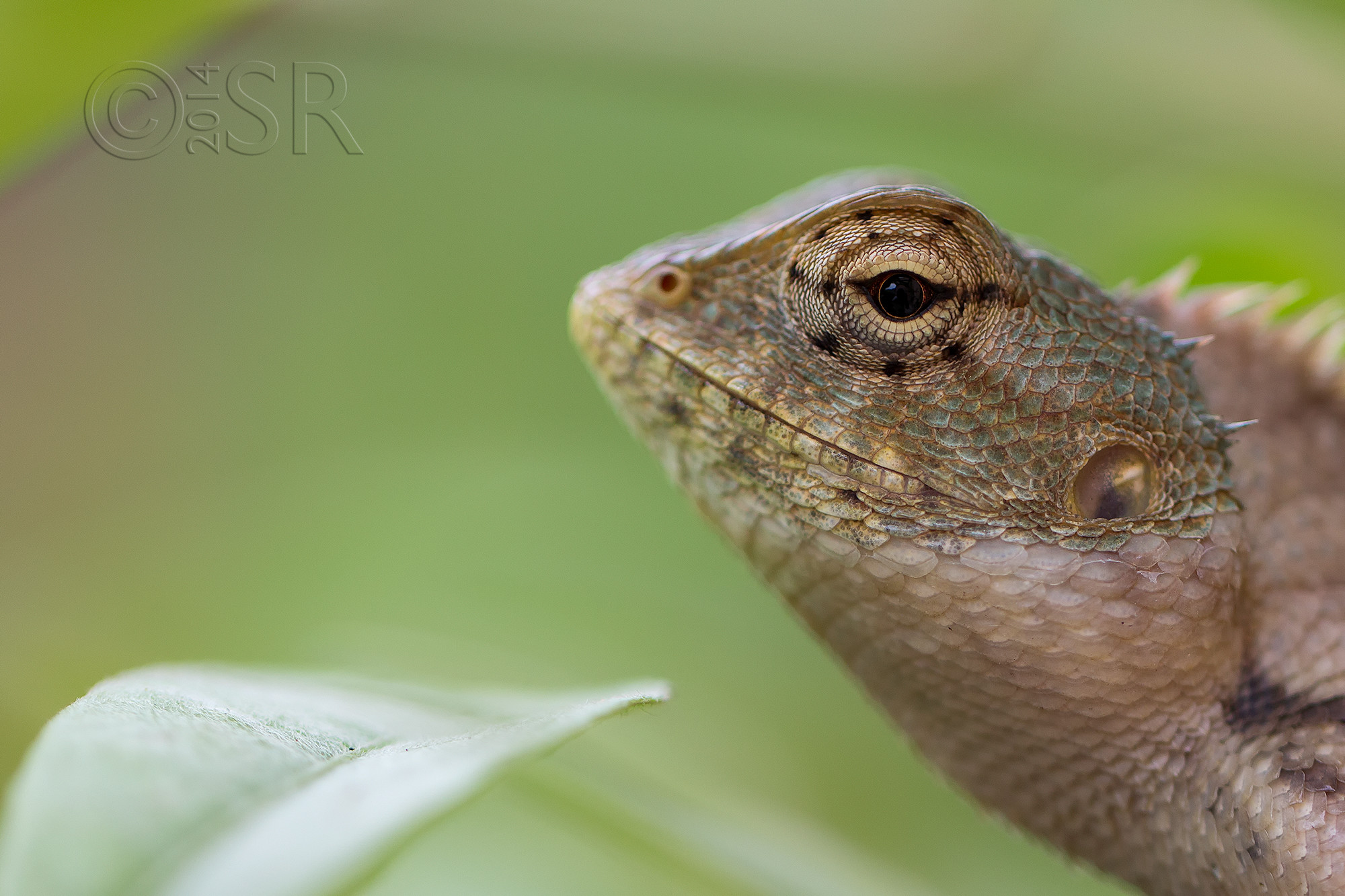 _MG_1089-garden-lizard