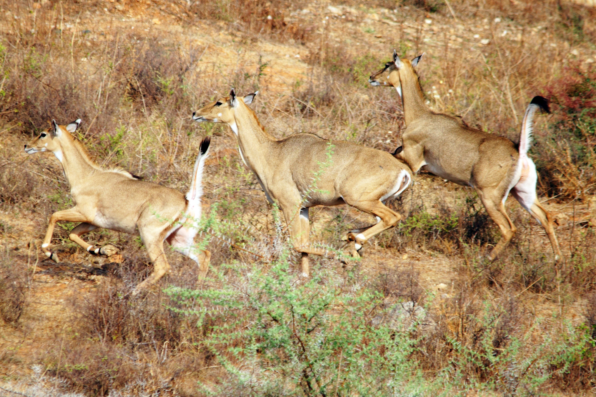 _MG_1156-blue-bull-race