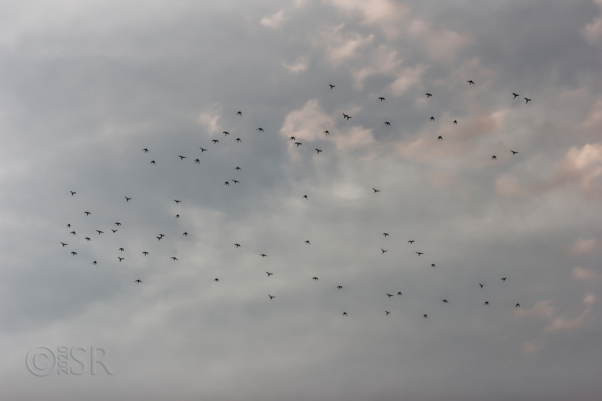 _MG_1175_sky-parakeets