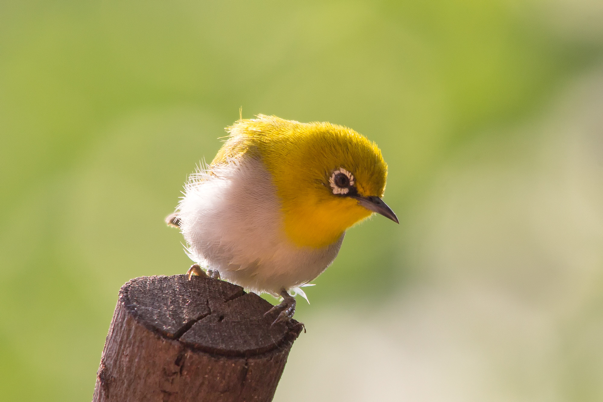 _MG_1767-white-eye
