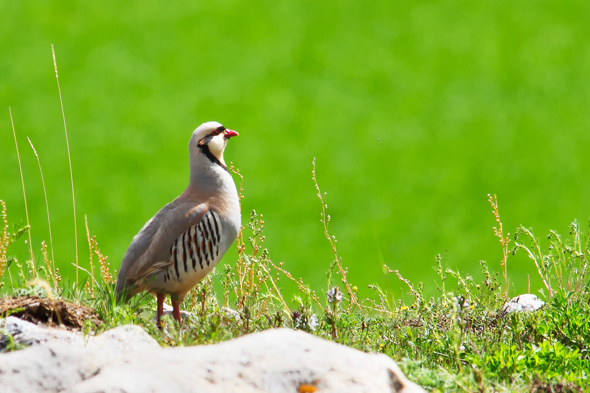 _MG_2064-chukar
