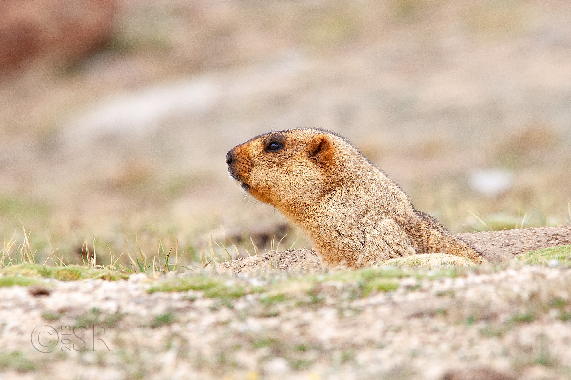 _MG_2084-himalayan-mermot-web