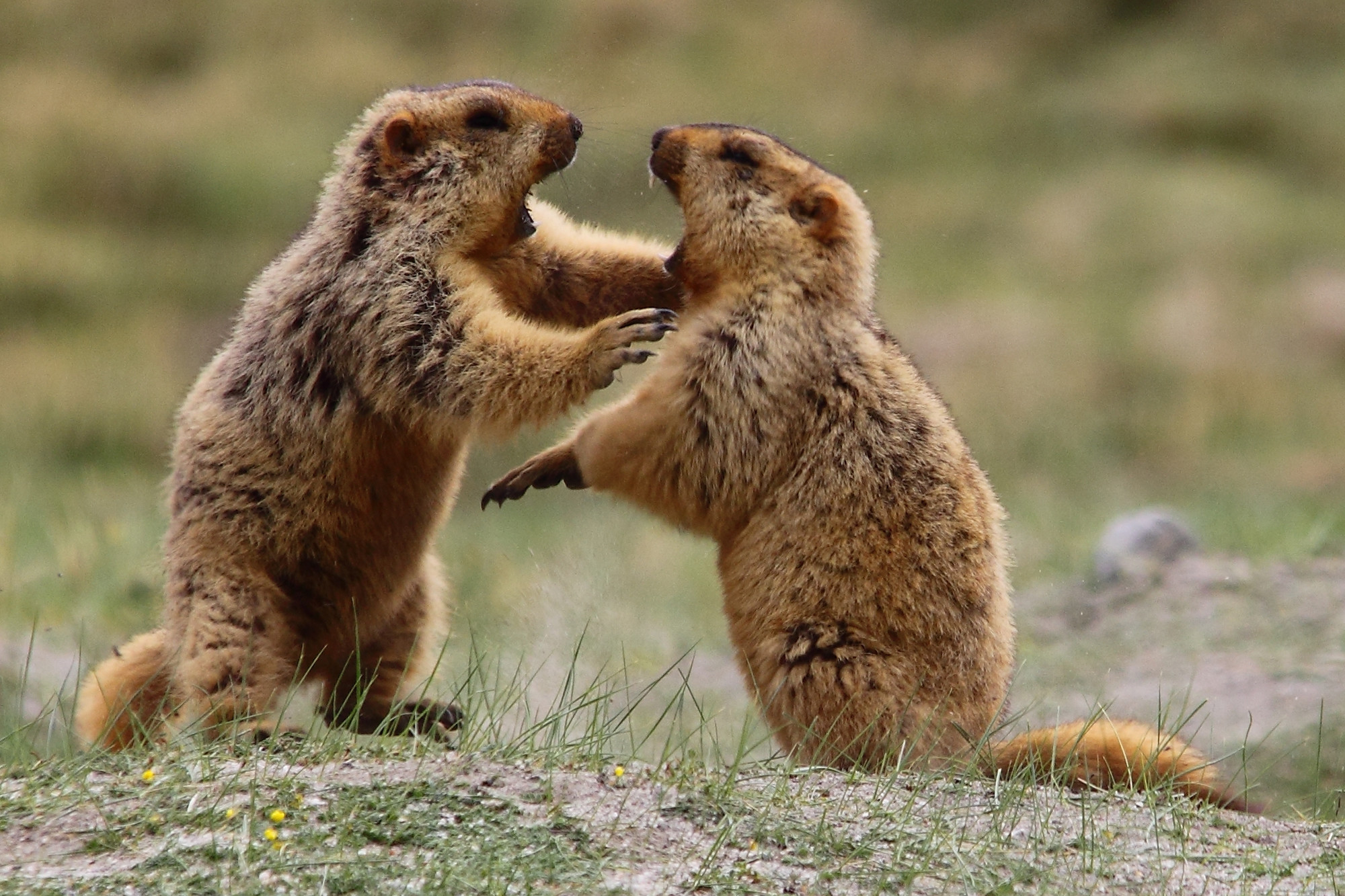 _MG_2135-himalayan-mermots