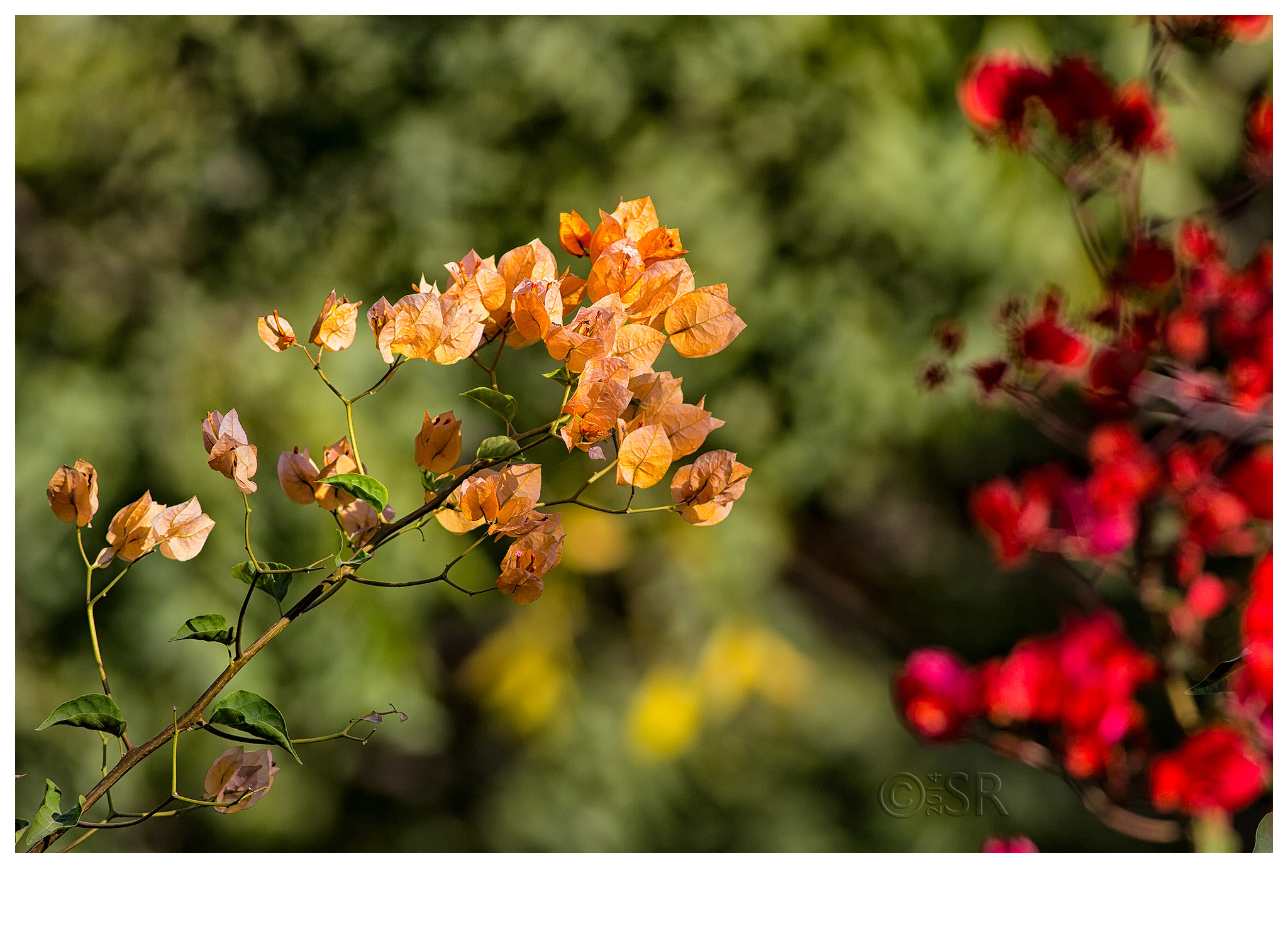 _MG_2175-bougainvillea-yellow