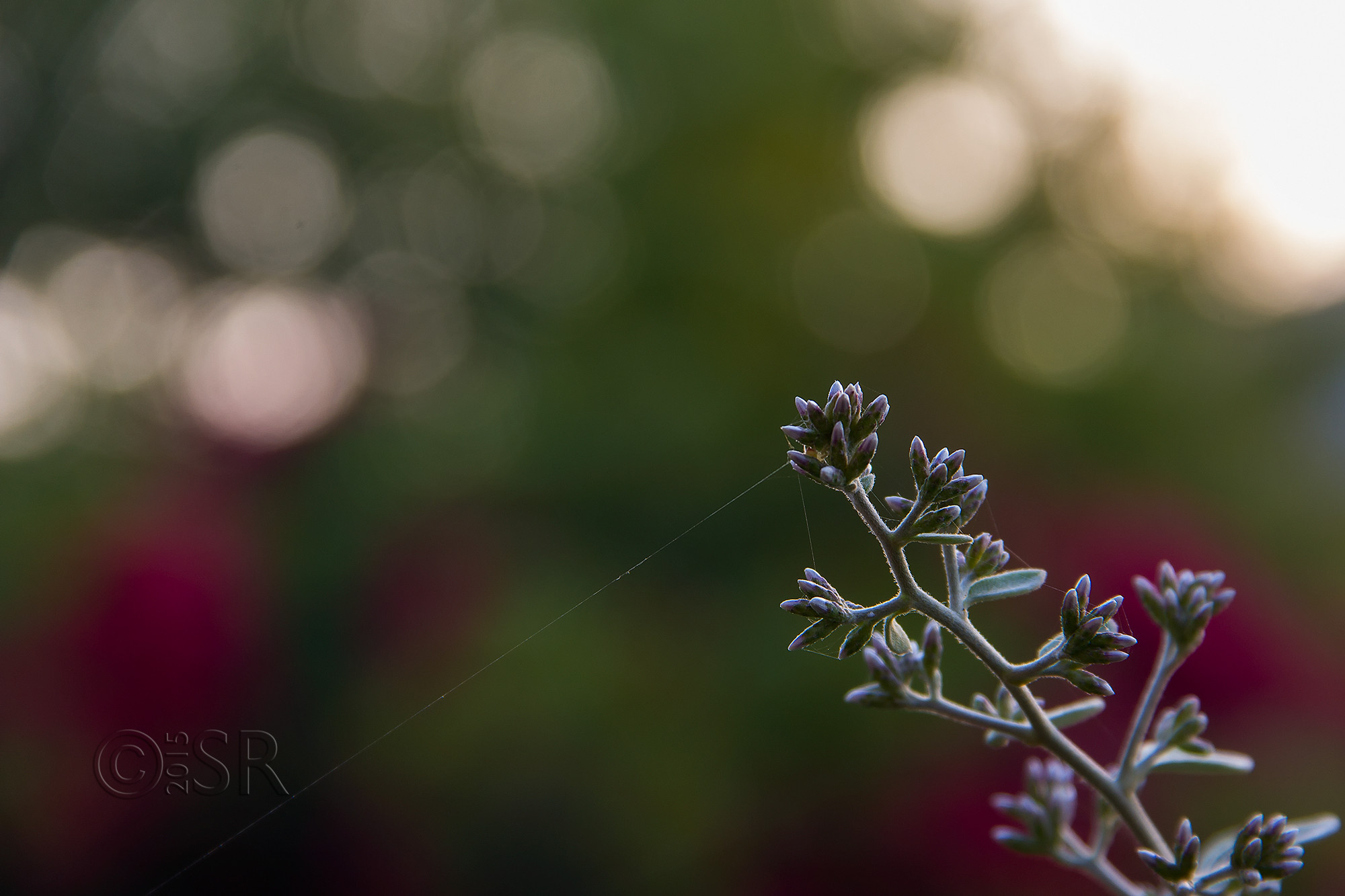 _MG_2551-bokeh-untitled