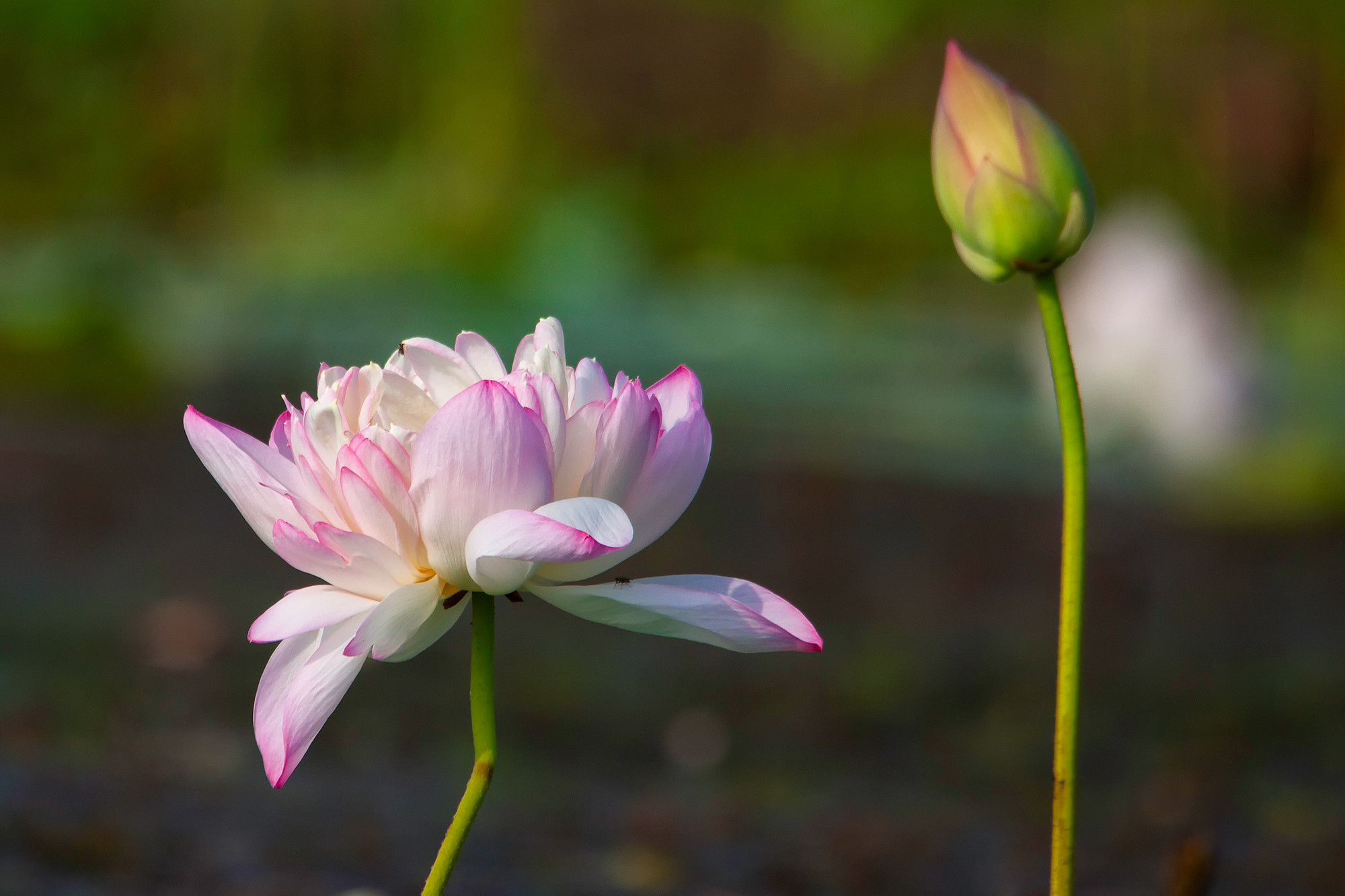 _MG_2918-lotus