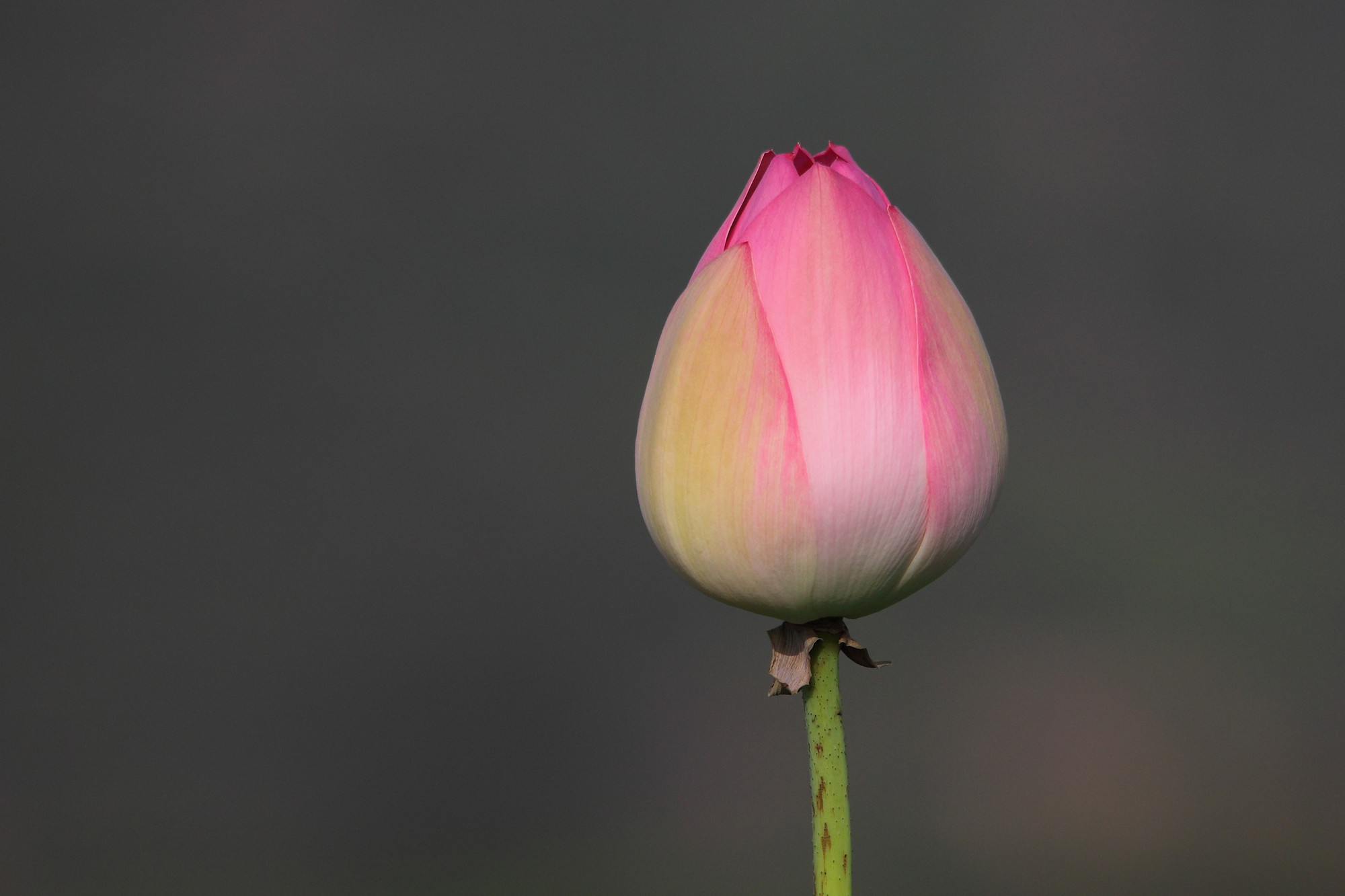 _MG_2987-lotus-bud