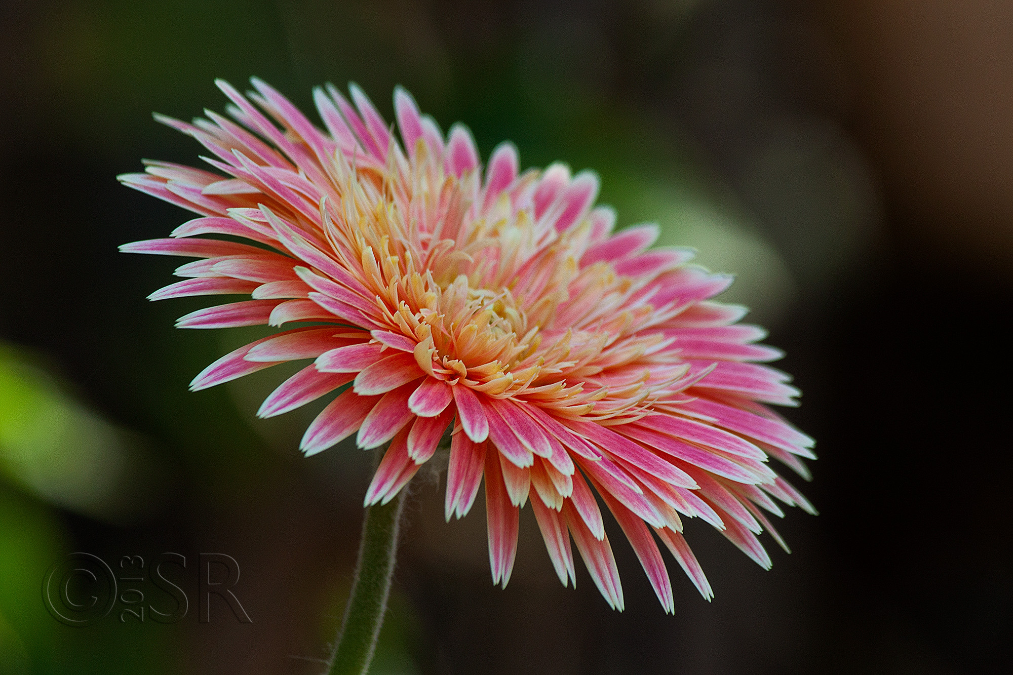 _MG_3041-gerbera-2