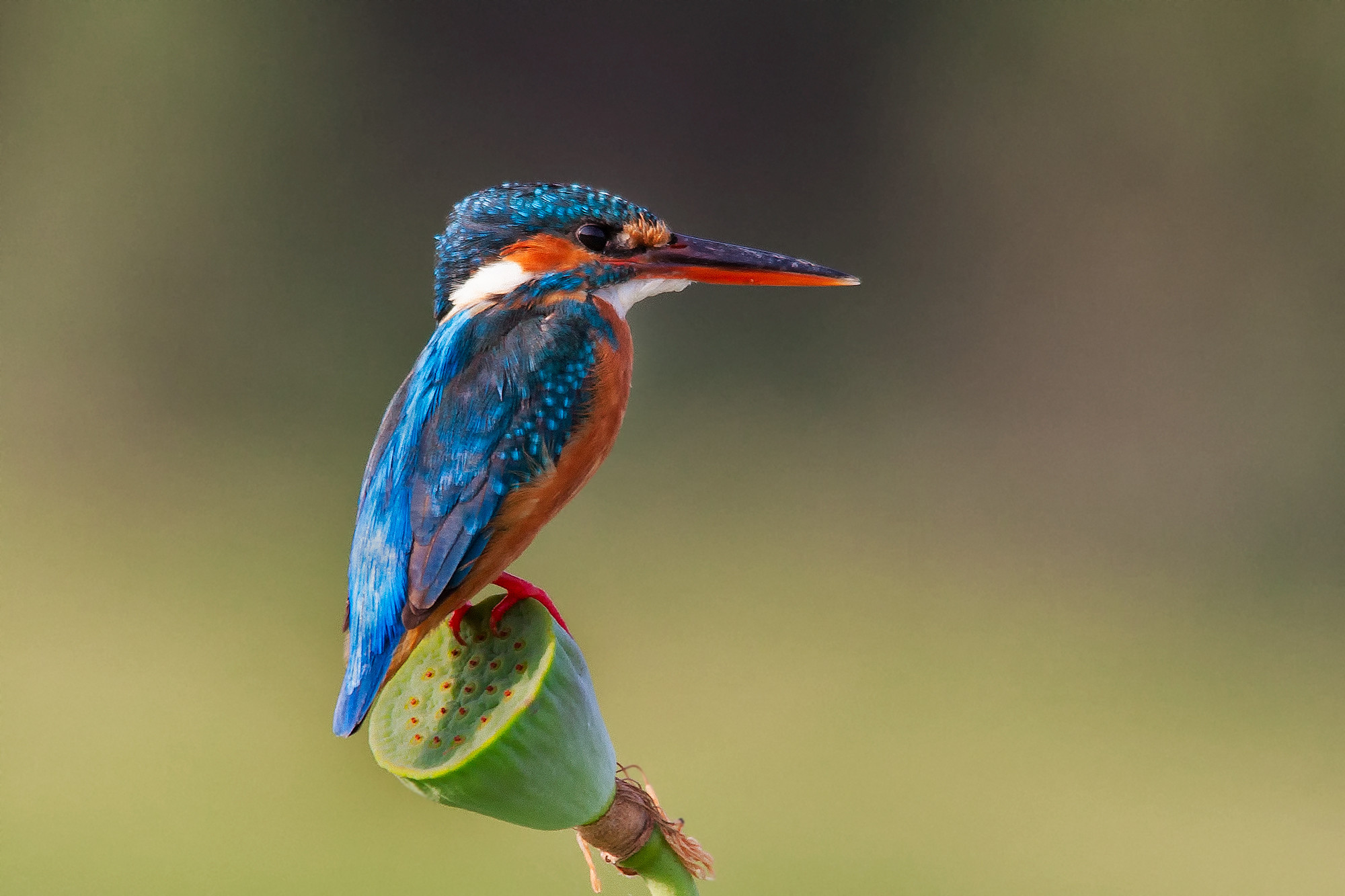 _MG_3122-common-kingfisher-edit-2016-dec