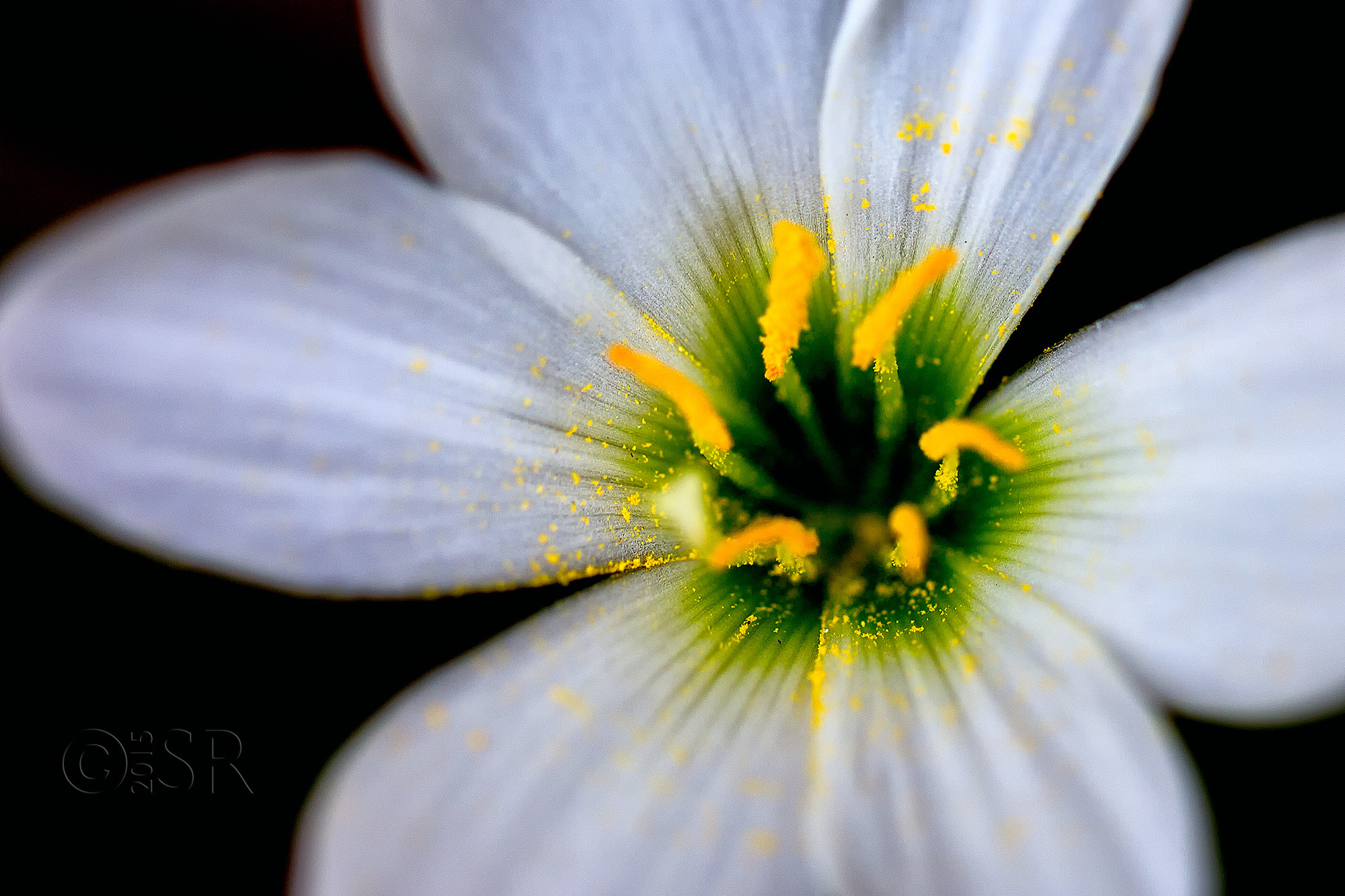 _MG_8104-white-flower
