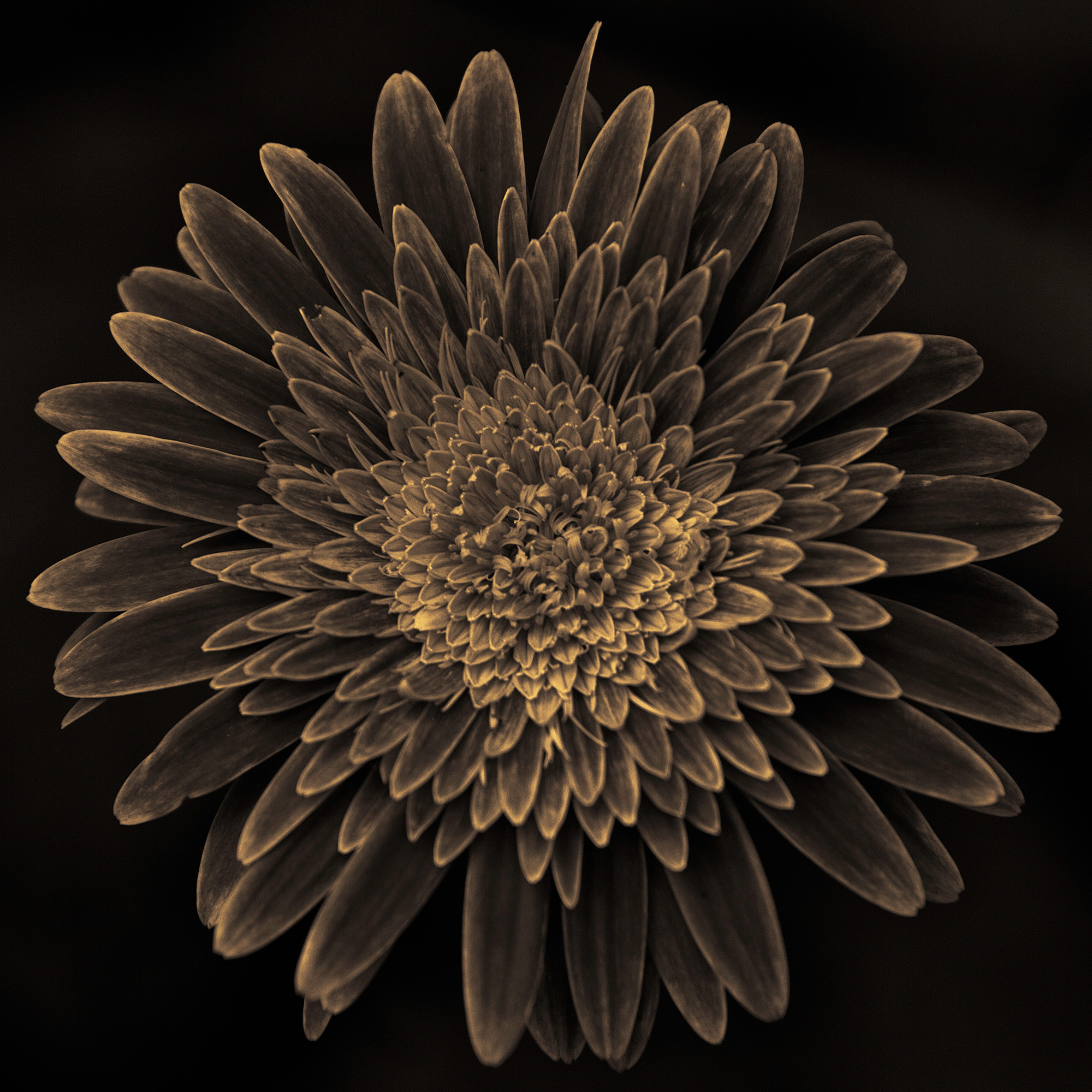 _MG_8262-gerbera-sepia