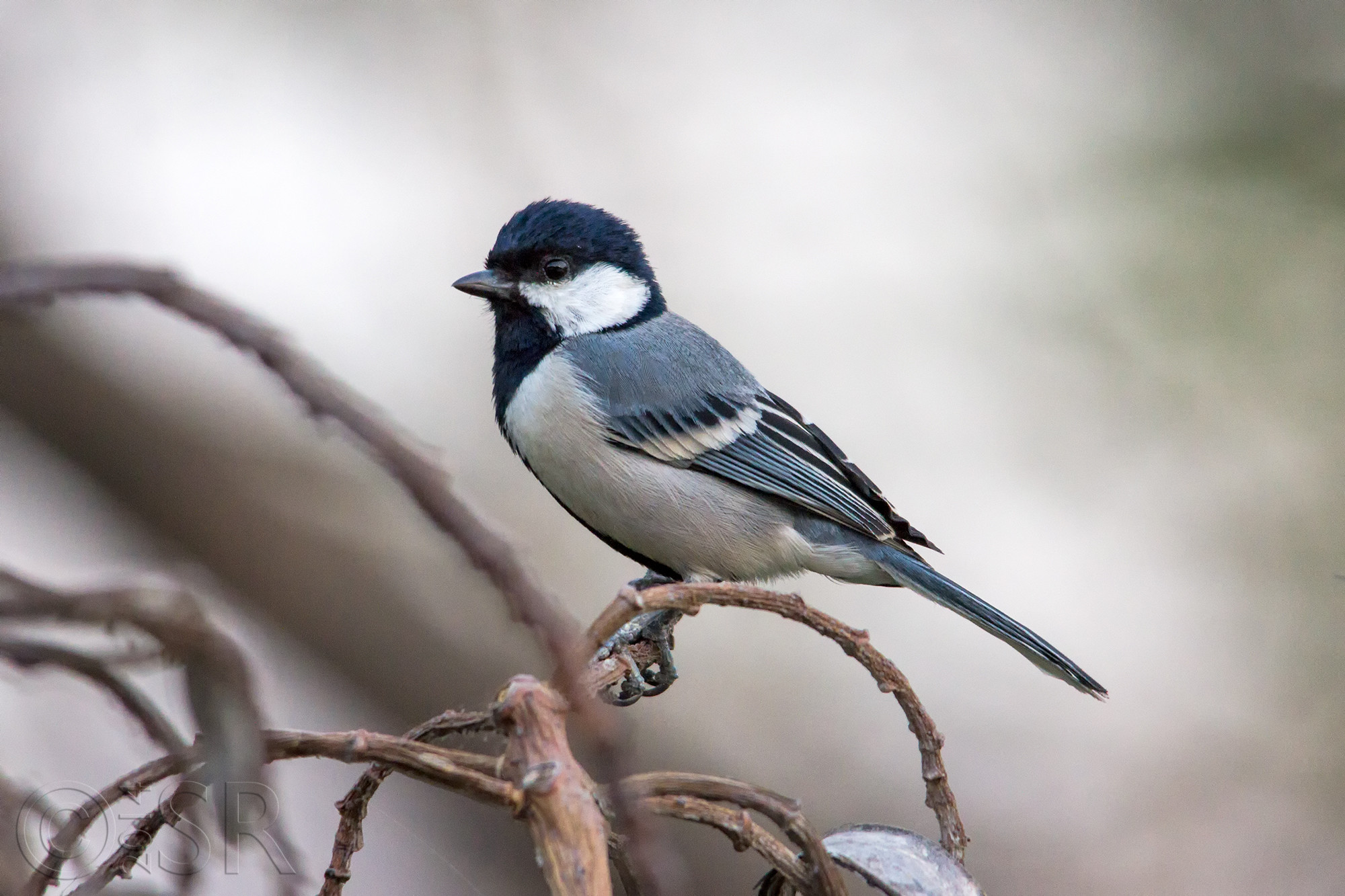_MG_8358-cinerous-tit