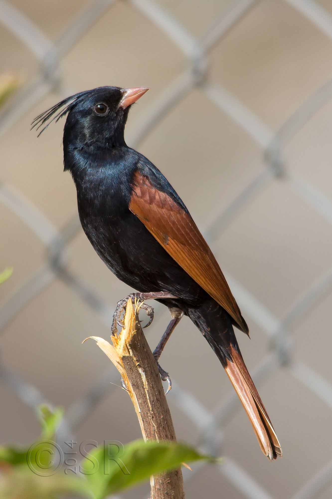 _MG_8400-crested-bunting