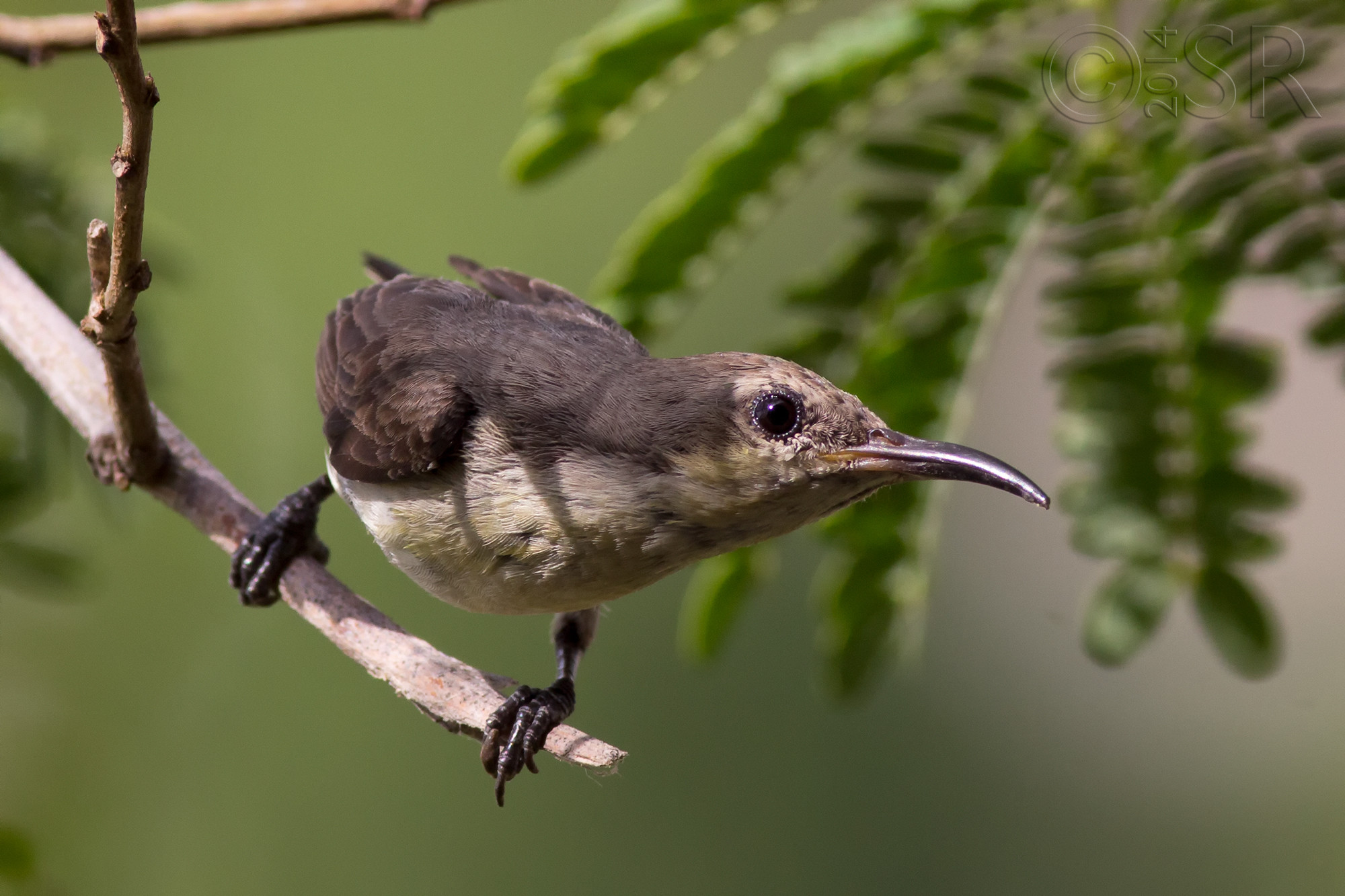 _MG_9507-sunbird-female