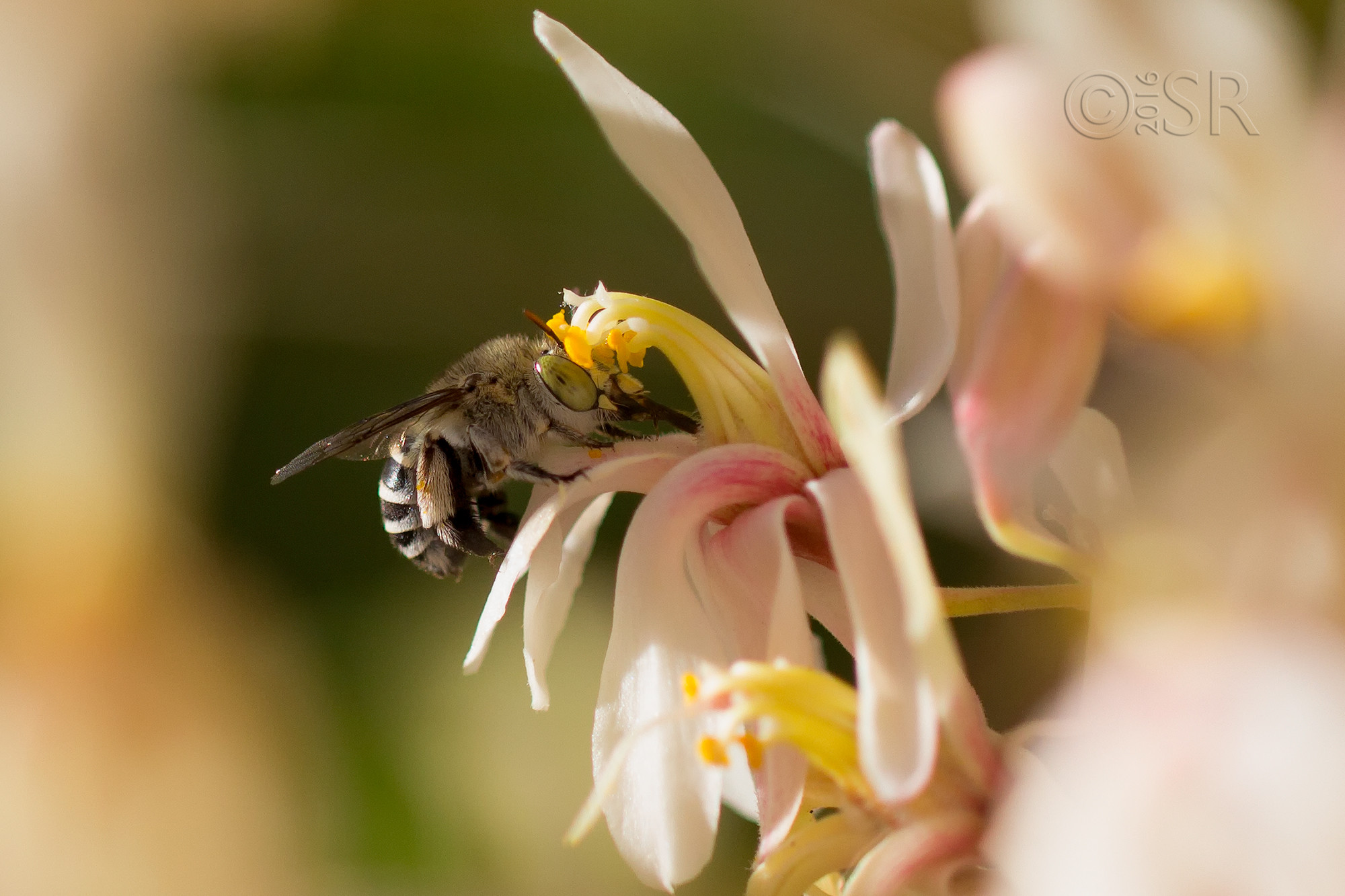 _MG_9632-carpenter-bee-bumble-bee-crop