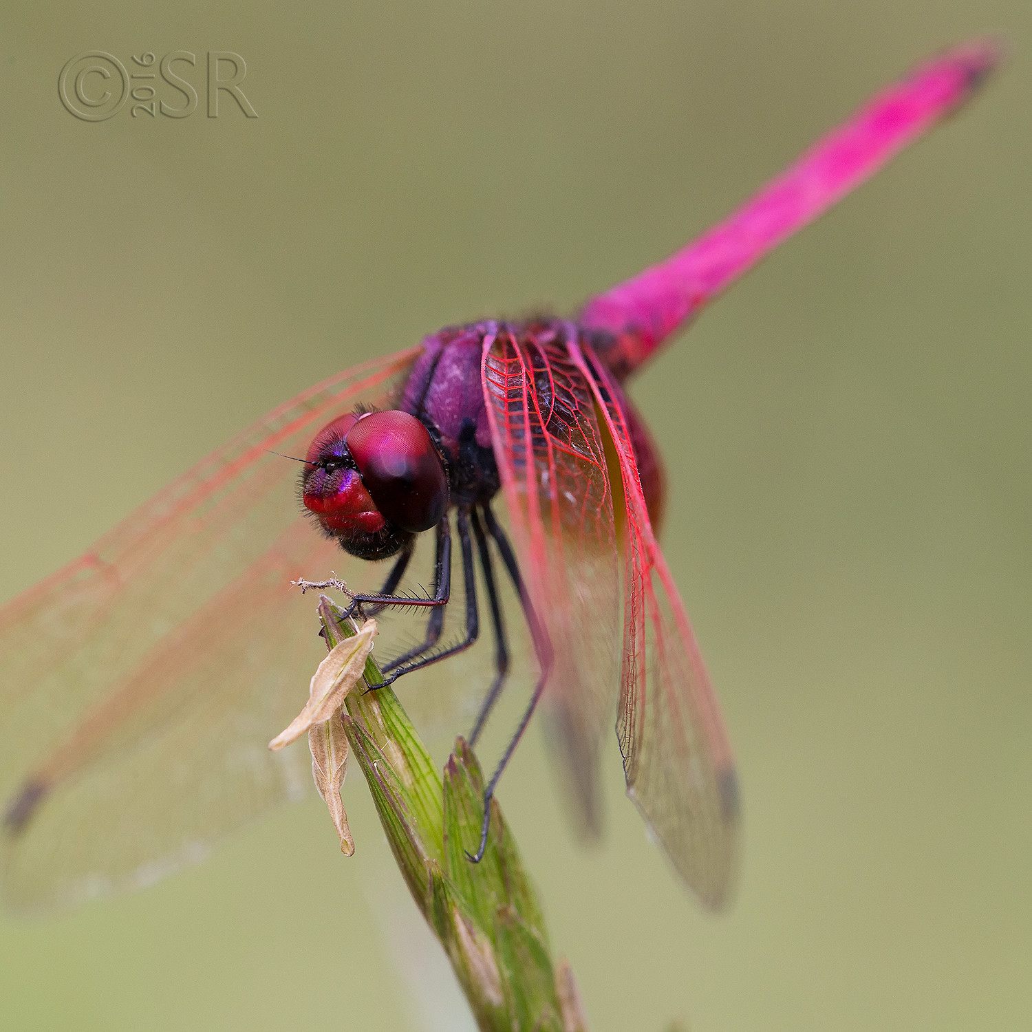 TJ2A0052-dragonfly-crimson-dropwing-male-square
