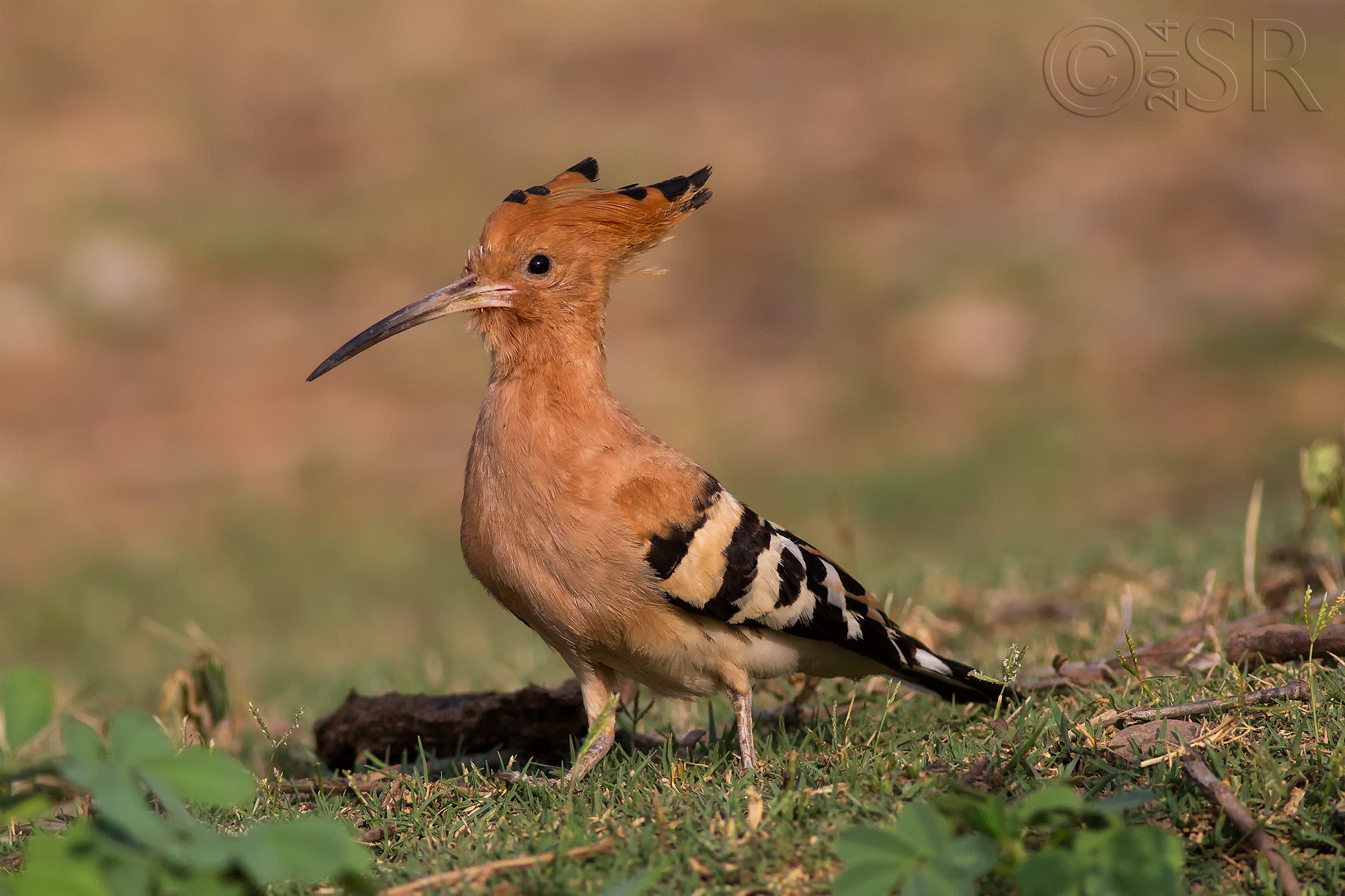 TJ2A0125-hoopoe