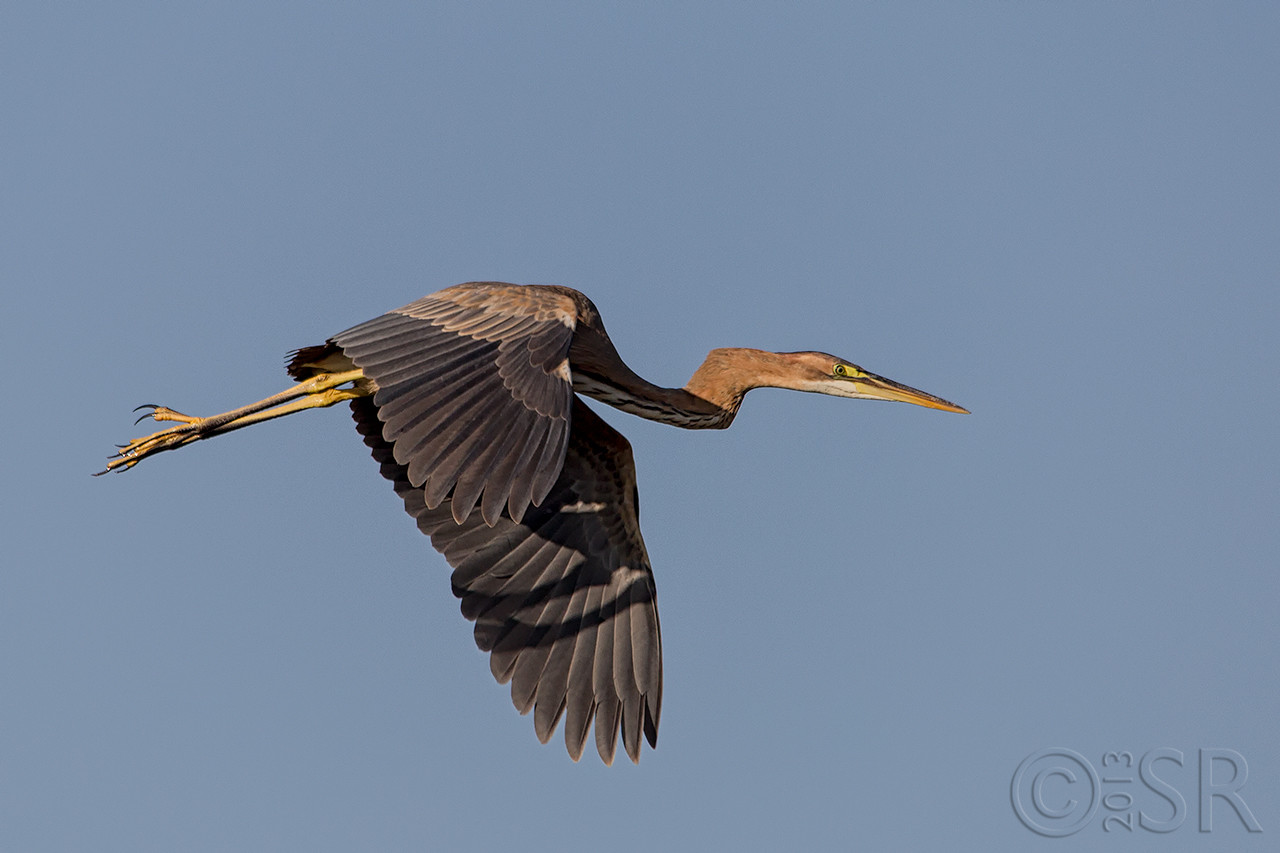 TJ2A0190-purple-heron-flight