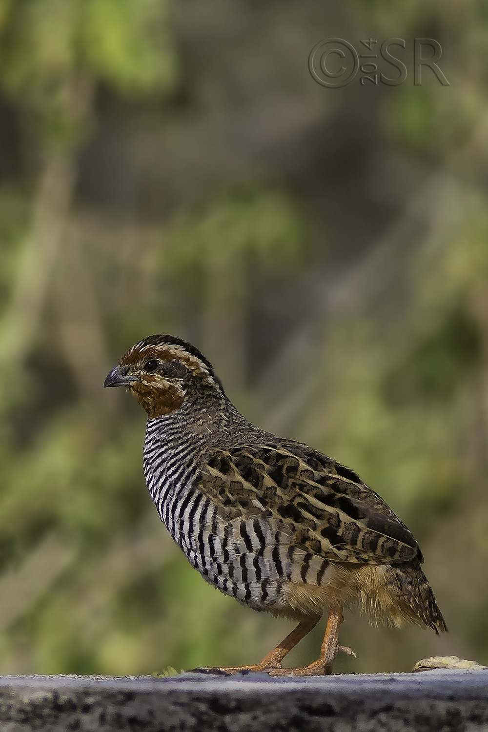 TJ2A0215-jungle-bush-quail